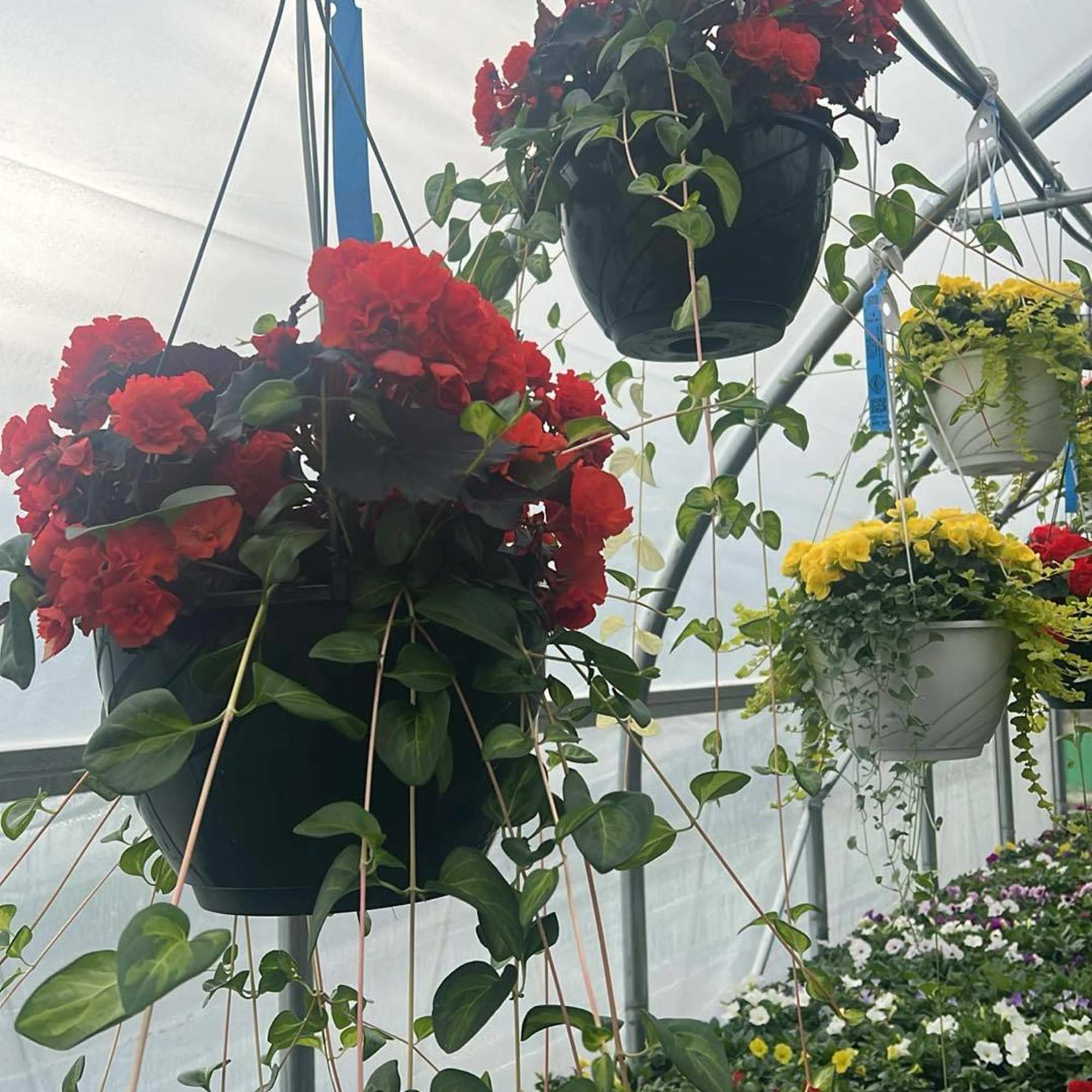 Elevate your outdoor space with our stunning 12" hanging flower baskets, lovingly