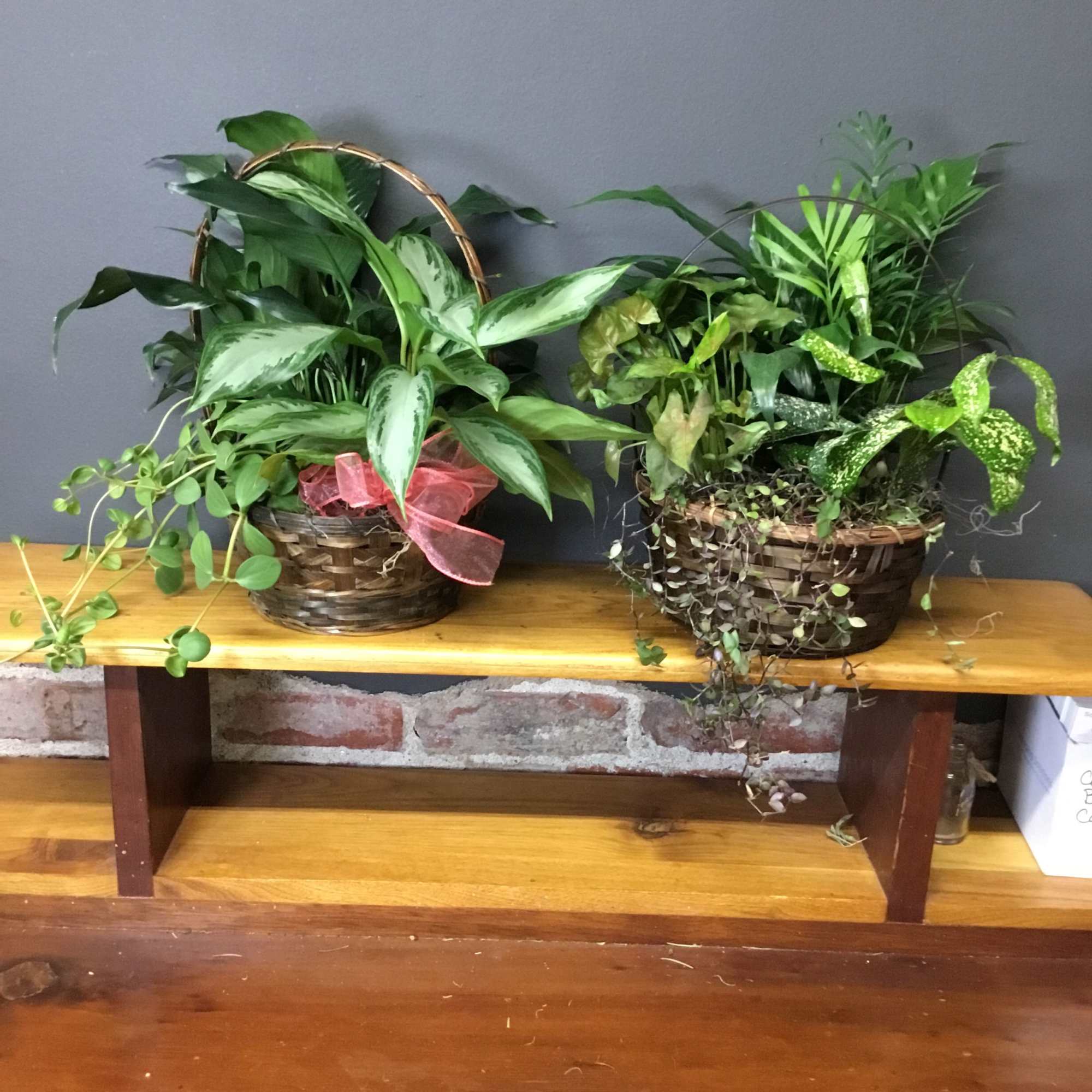Two mixed foliage plant baskets with trailing vines on a wooden shelf.