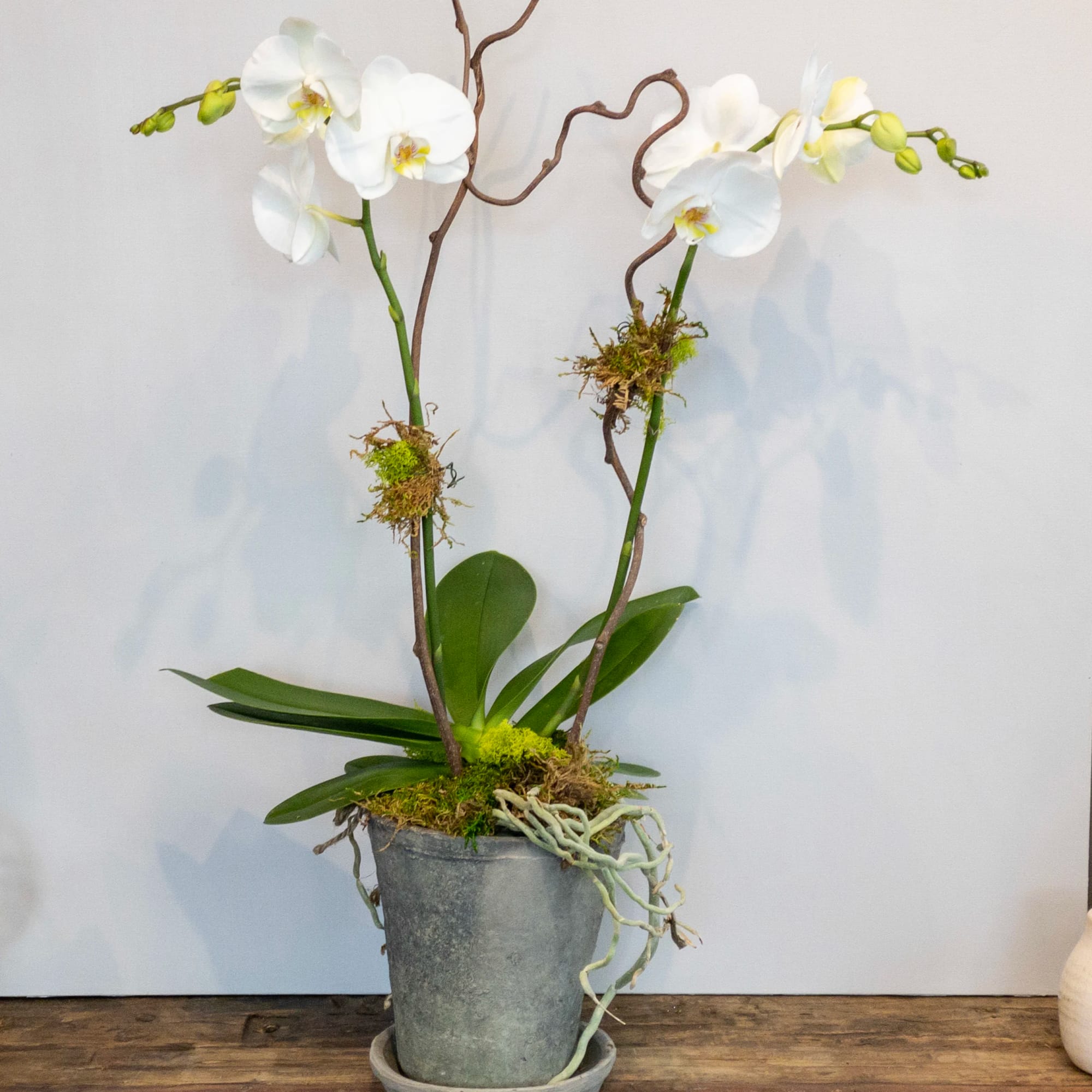 Potted white phalaenopsis orchid with moss in a gray pot on a wooden surface