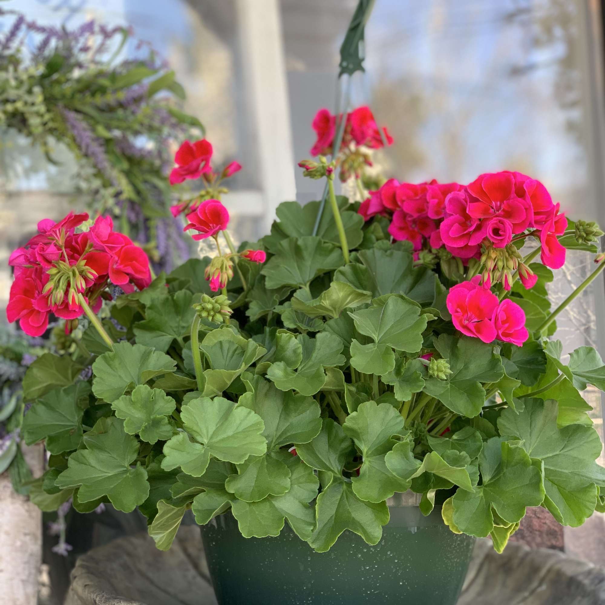  Two bright pink geranium hangers that will bloom all summer. Cherished