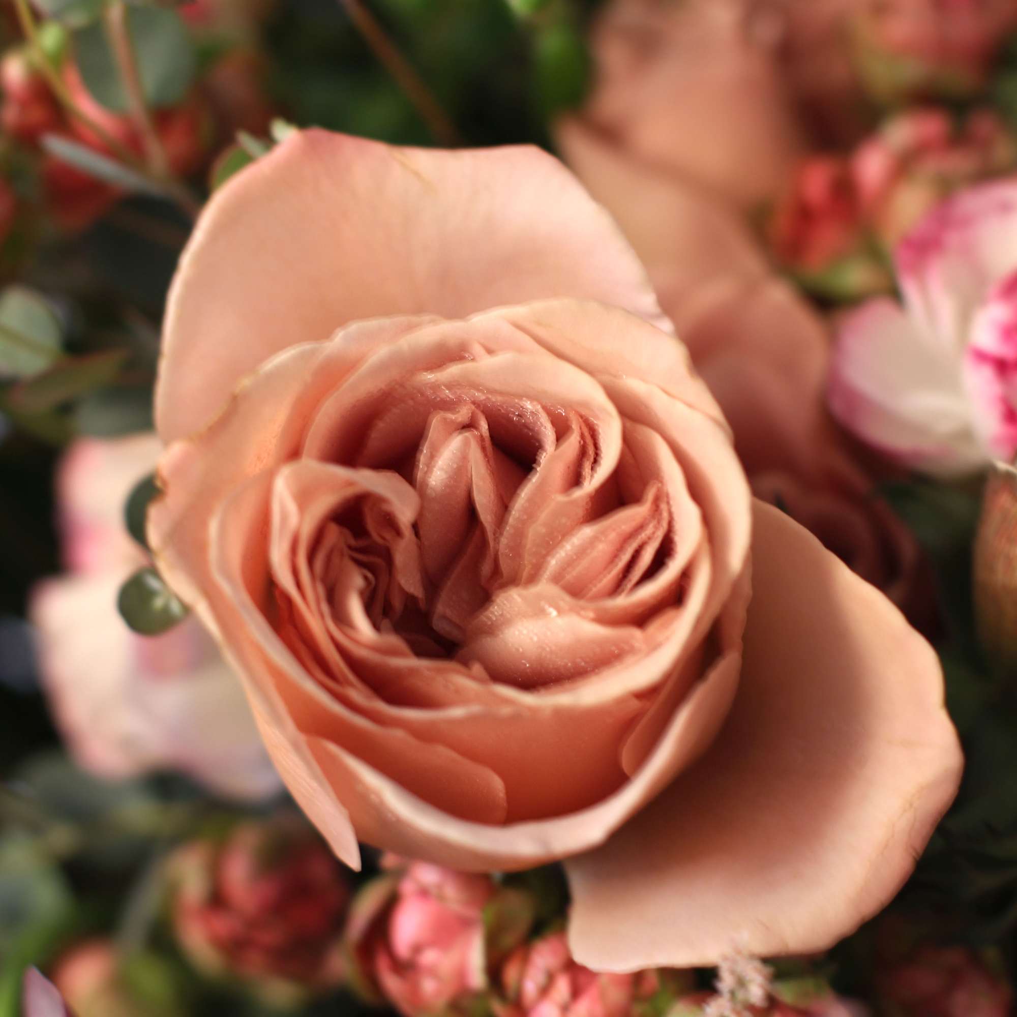A luxury Cafe Latte Garden rose arrangement with butterfly ranunculus, Anemone, poppies