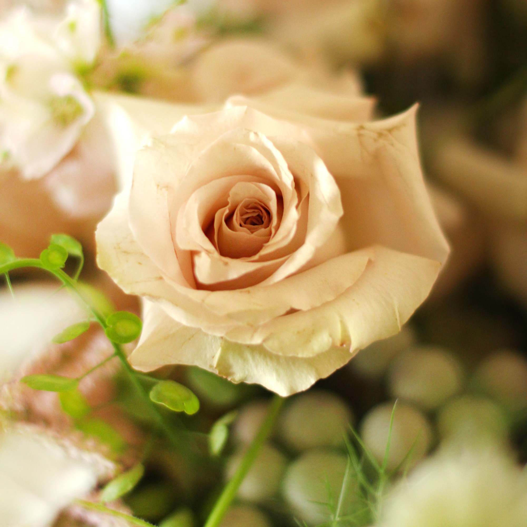 A soft blush, peach, sand color way which express a very gentle