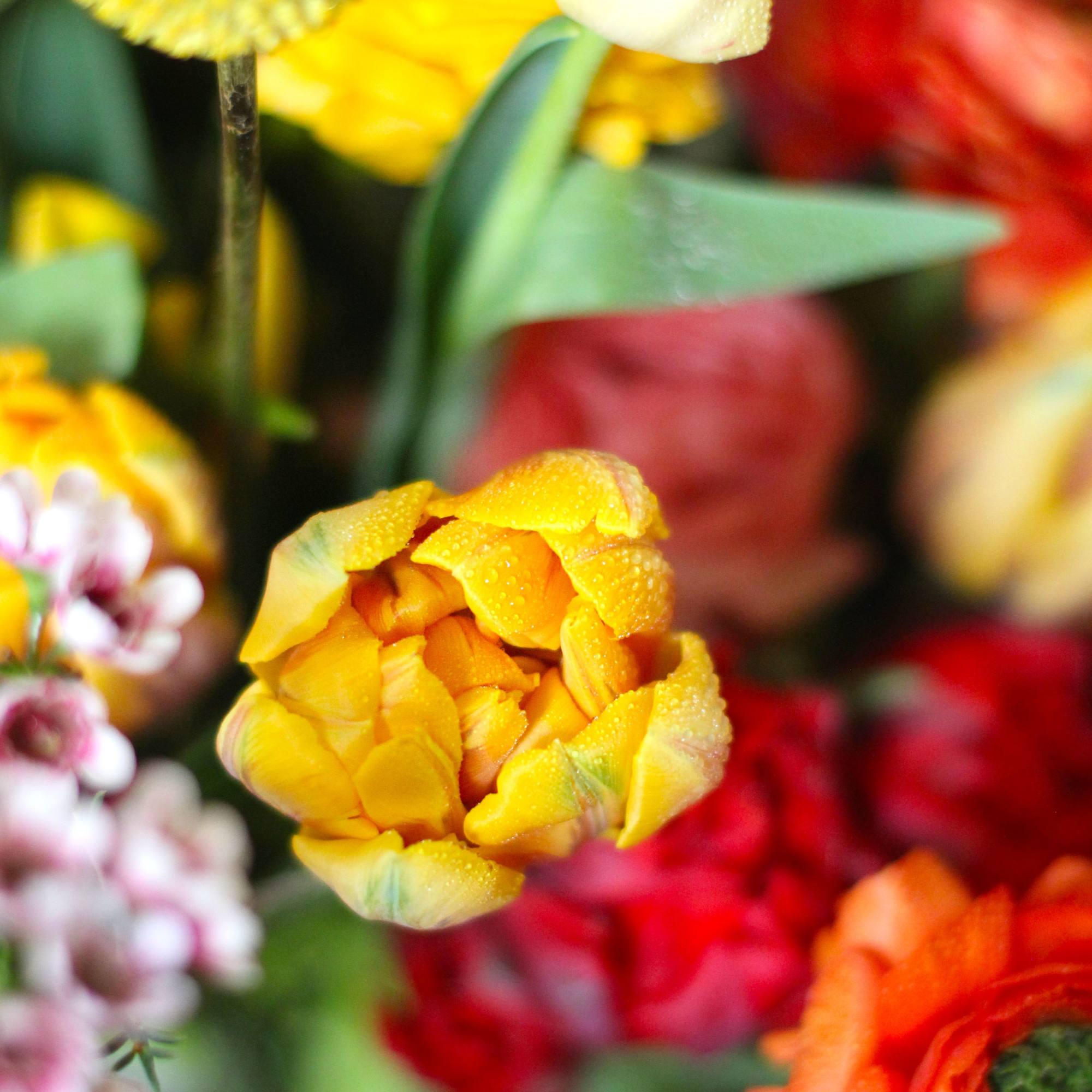 Brighten any room with our signature Spring Bloom arrangement- A vibrant celebration