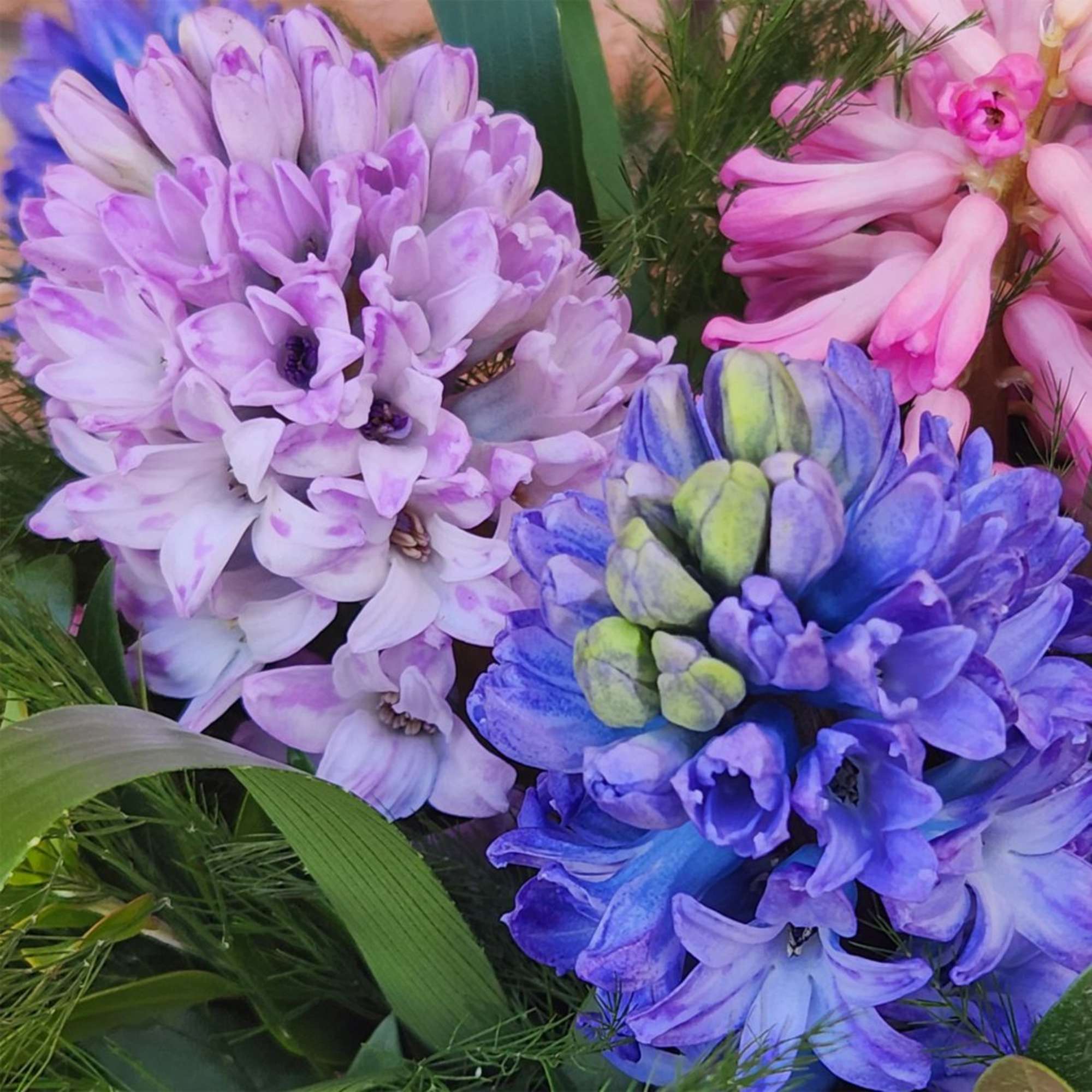 Close-up of a bouquet of purple, blue, and pink clustered blooms with soft green accents