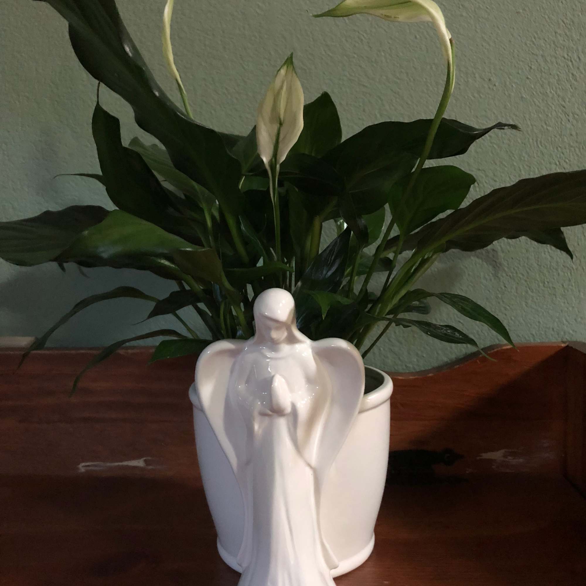 Potted peace lily plant with white blooms and a white ceramic angel figurine in front.