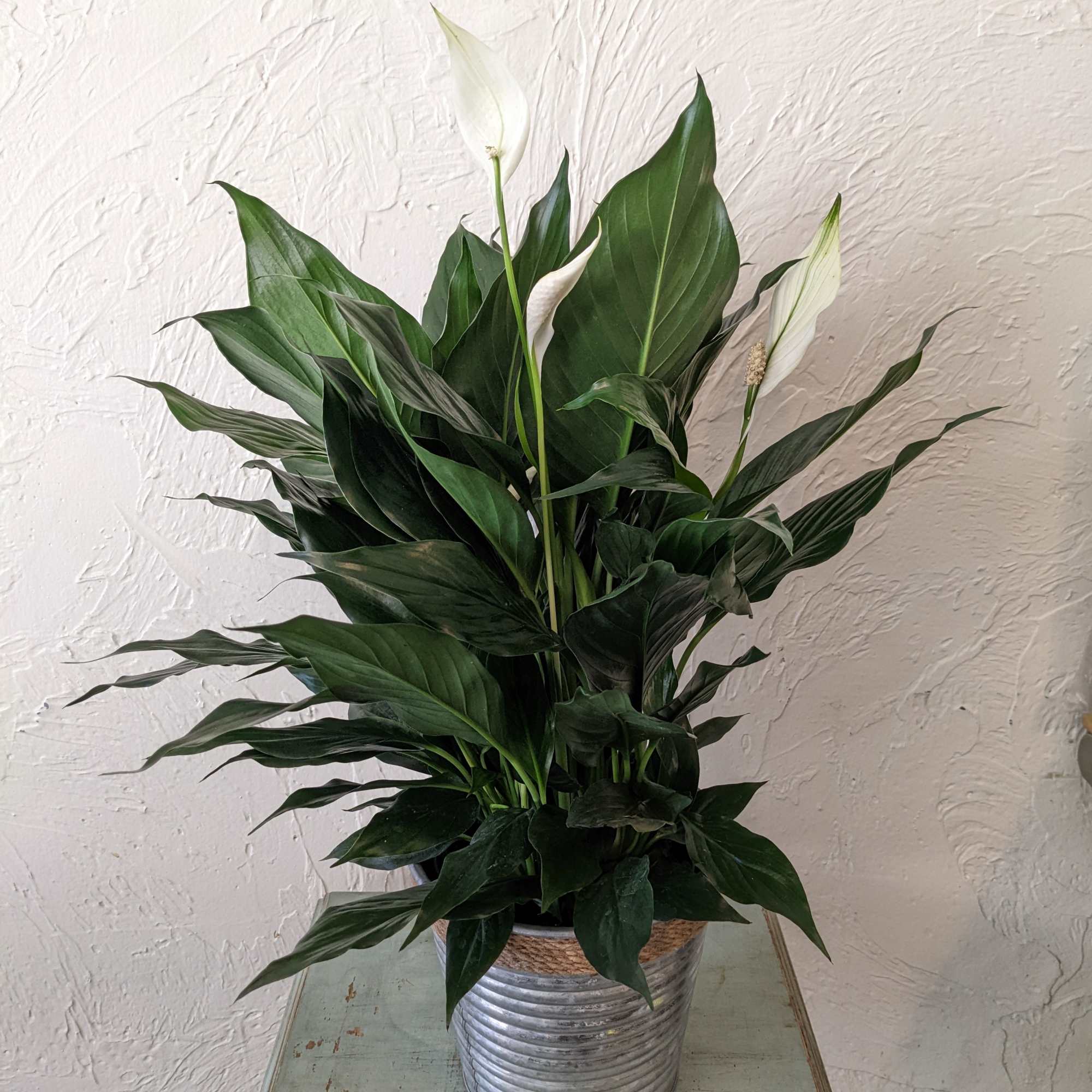 Spathiphyllum (more commonly known as "peace lily") is an easy care, low