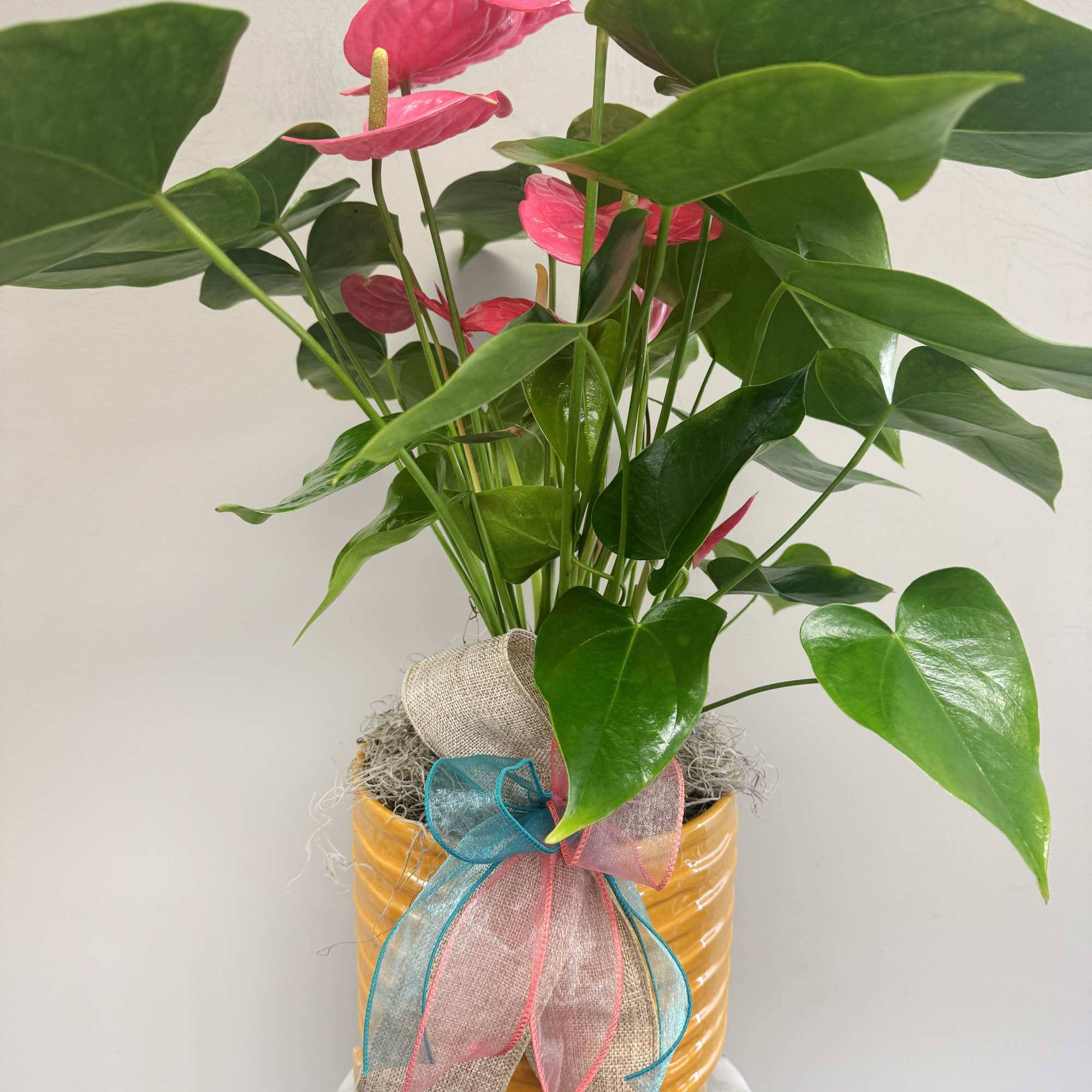 Enjoy a potted  pink anthurium plant in a yellow ceramic pot