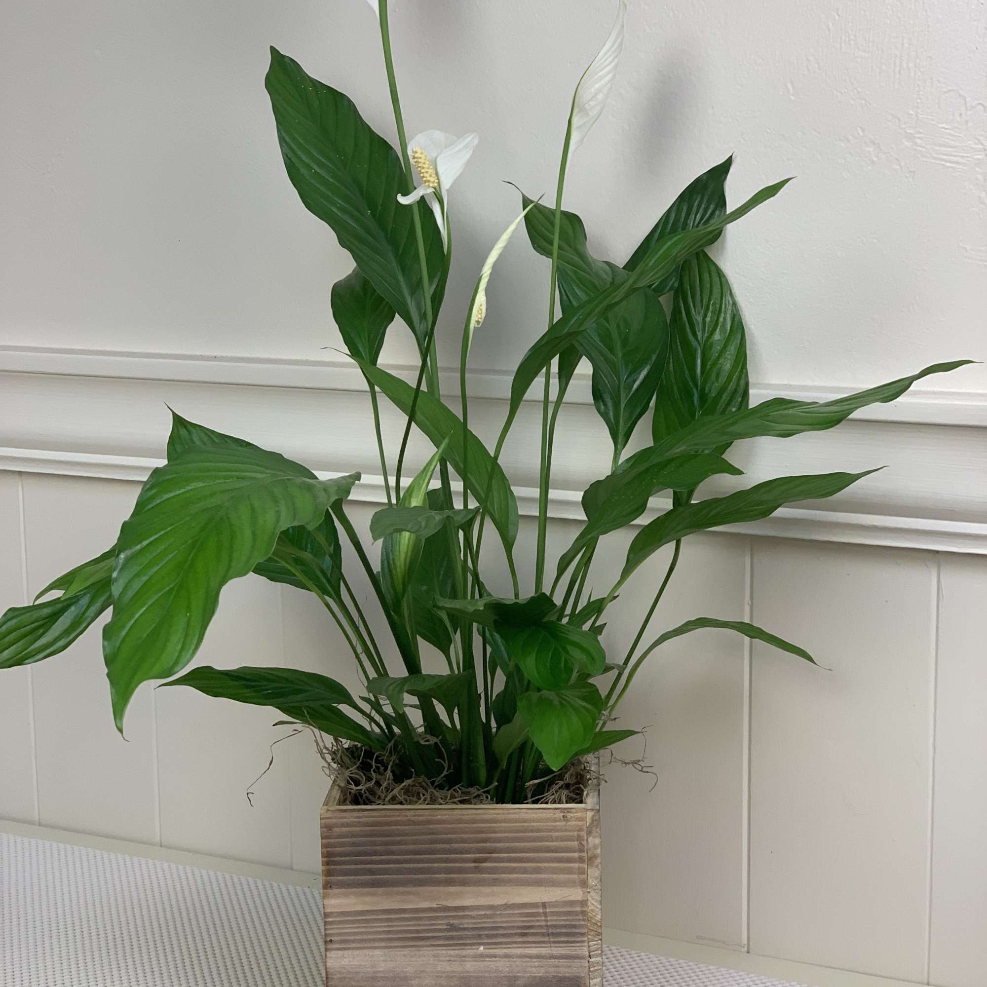 Potted peace lily with white blooms in a wooden planter