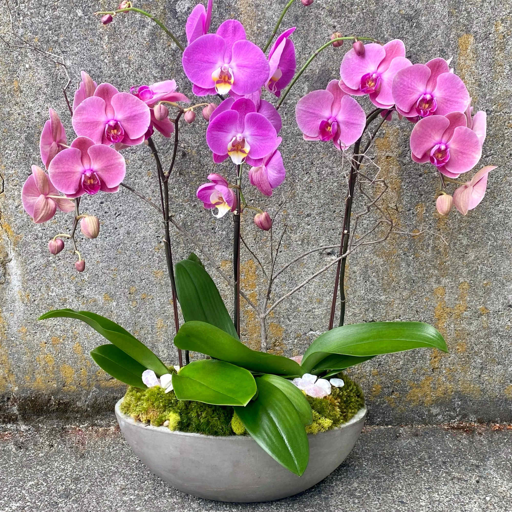 NOTE: Phalaenopsis Orchid plants are in between seasons, making them difficult to
