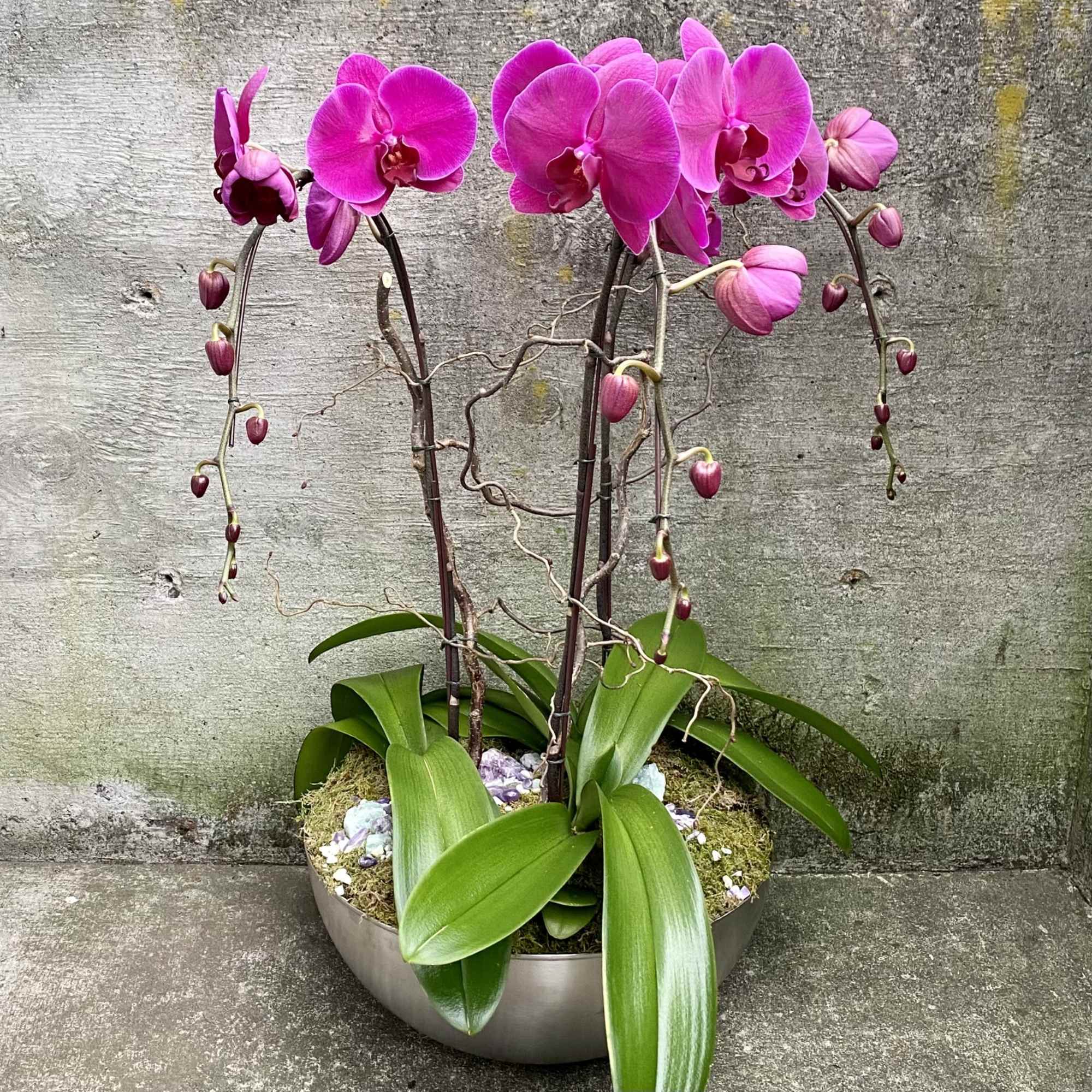 NOTE: Phalaenopsis Orchid plants are in between seasons, making them difficult to