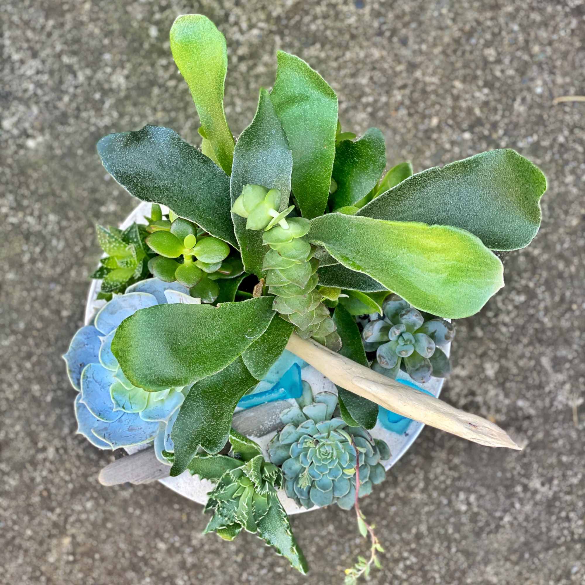 Top view of a potted succulent arrangement with blue and green rosettes