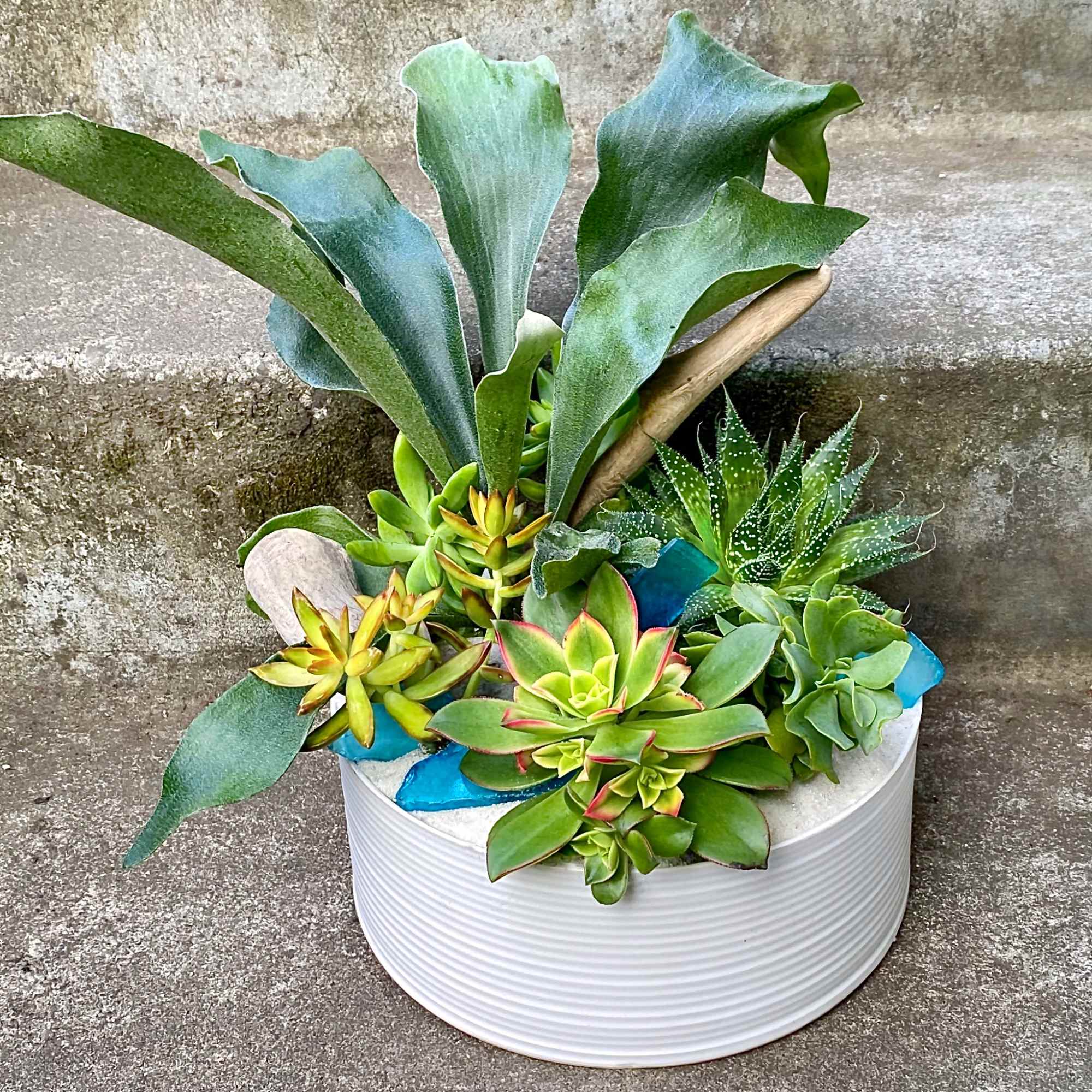 An assortment of premium succulents such as echeverias, jade plants, haworthias, and