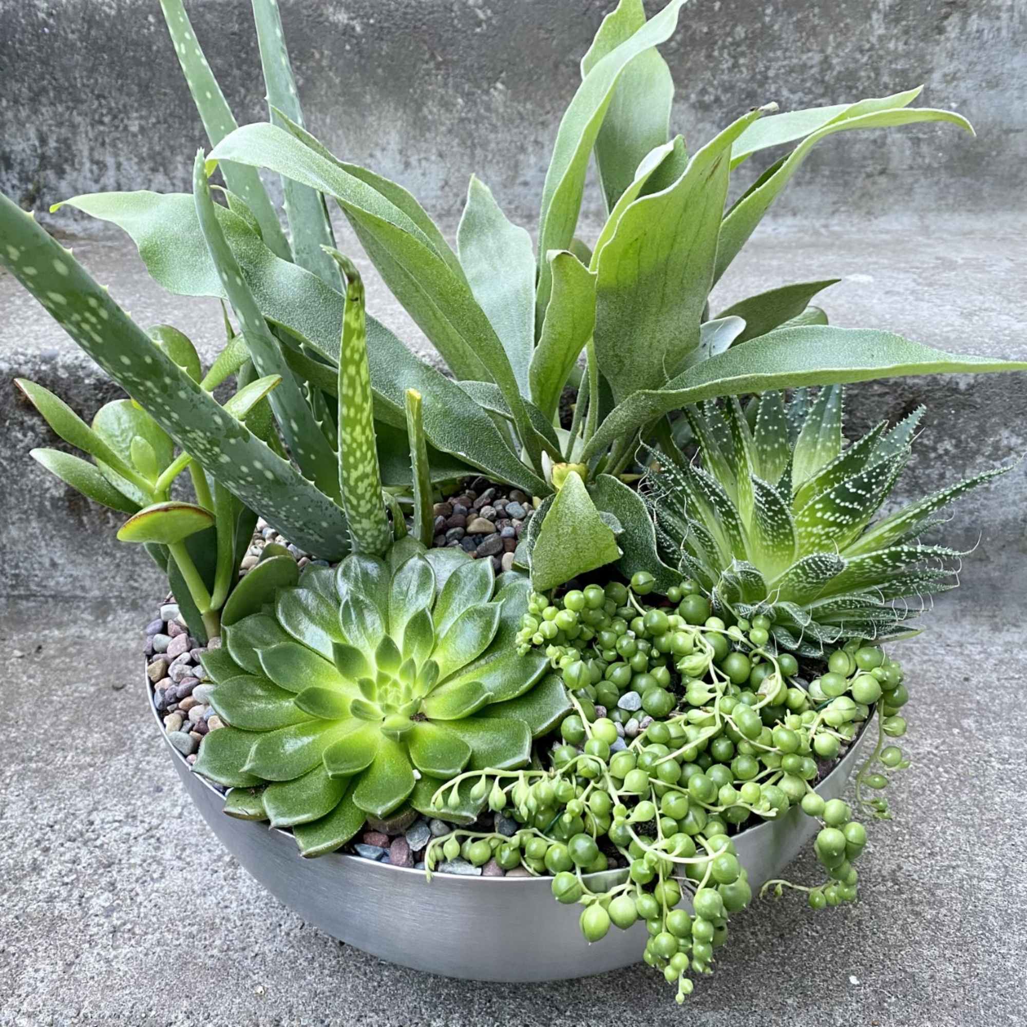 A shallow bowl planter filled with assorted succulents and aloe-like plants.