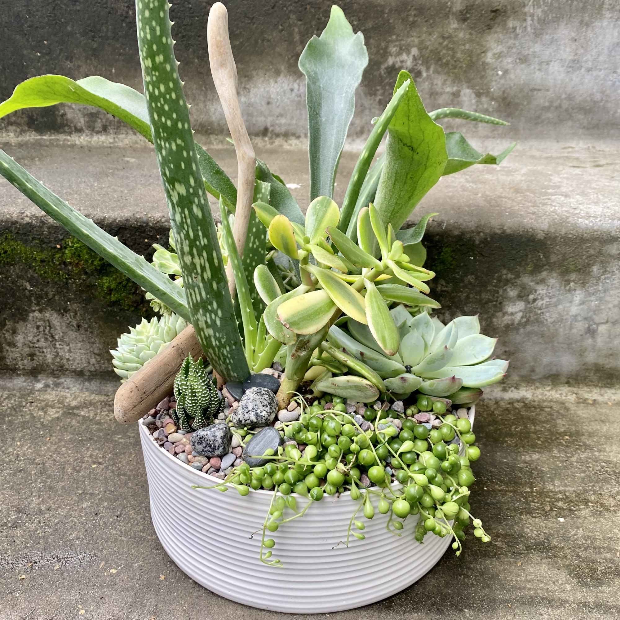 Succulent planter in a white ribbed pot with trailing string of pearls