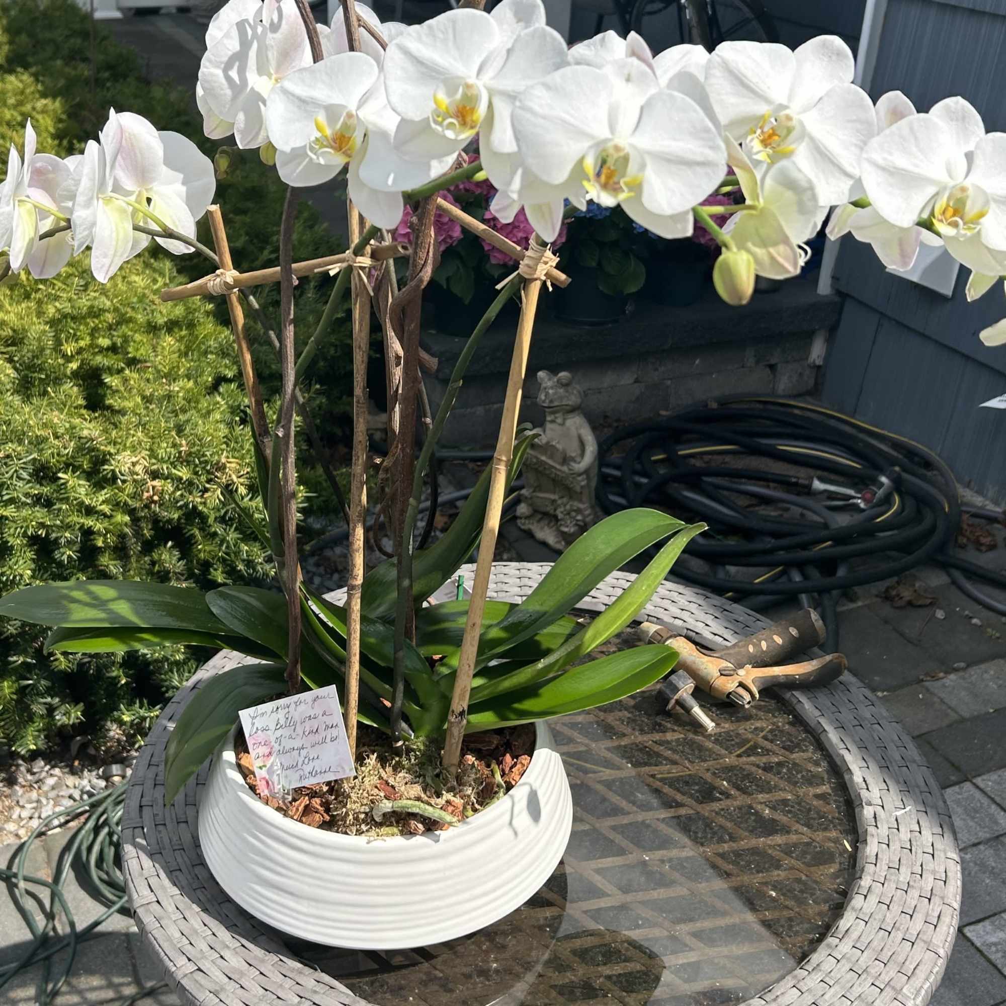 Double Phalaenopsis Orchid potted in an elegant ceramic planter.
 
