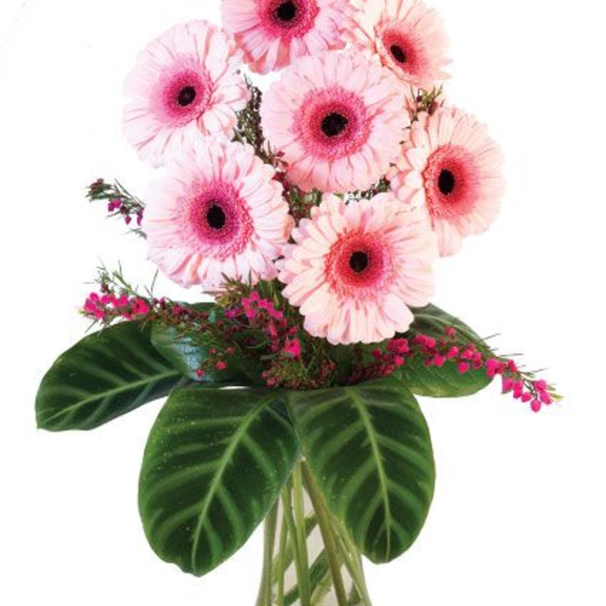 Luck will be on your side with our Lucky Seven Gerberas arrangement!