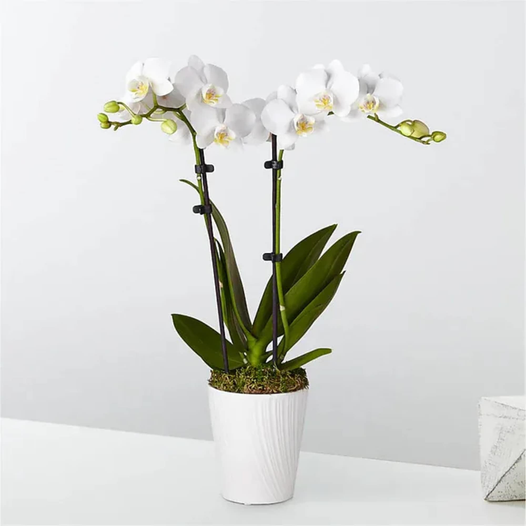 White orchid plant in a white pot