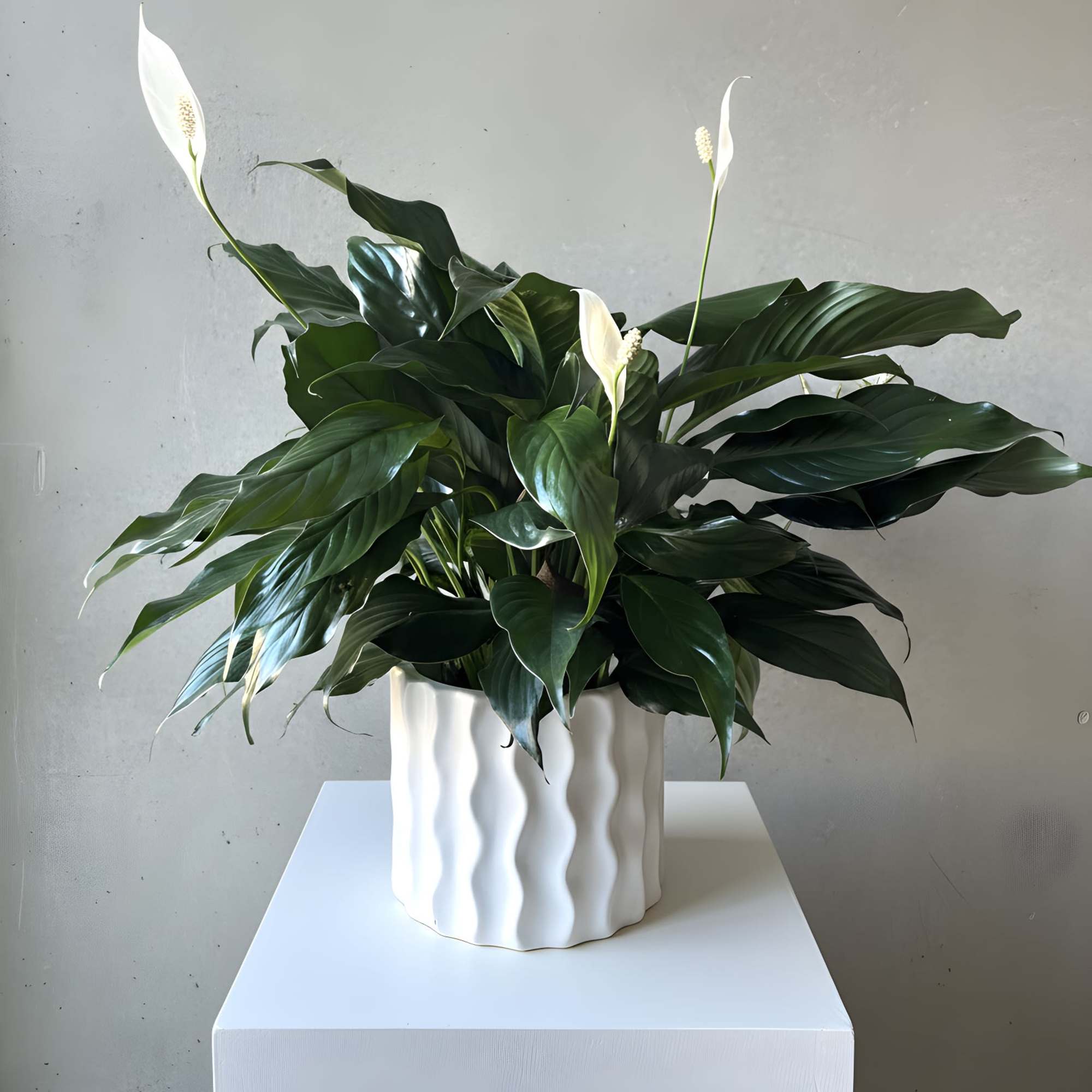 White peace lilies in a ribbed white pot on a pedestal