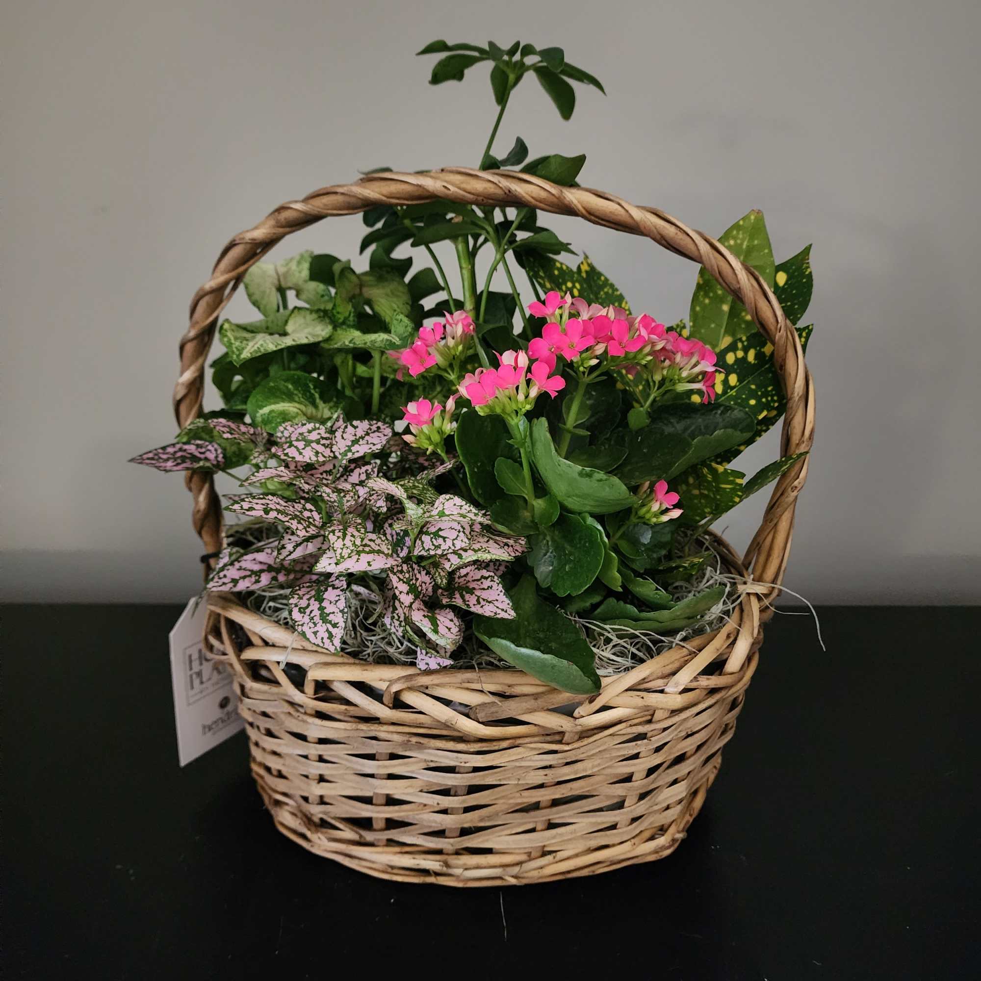 Basket garden of assorted green plants with small bright pink blooms in a woven handled basket