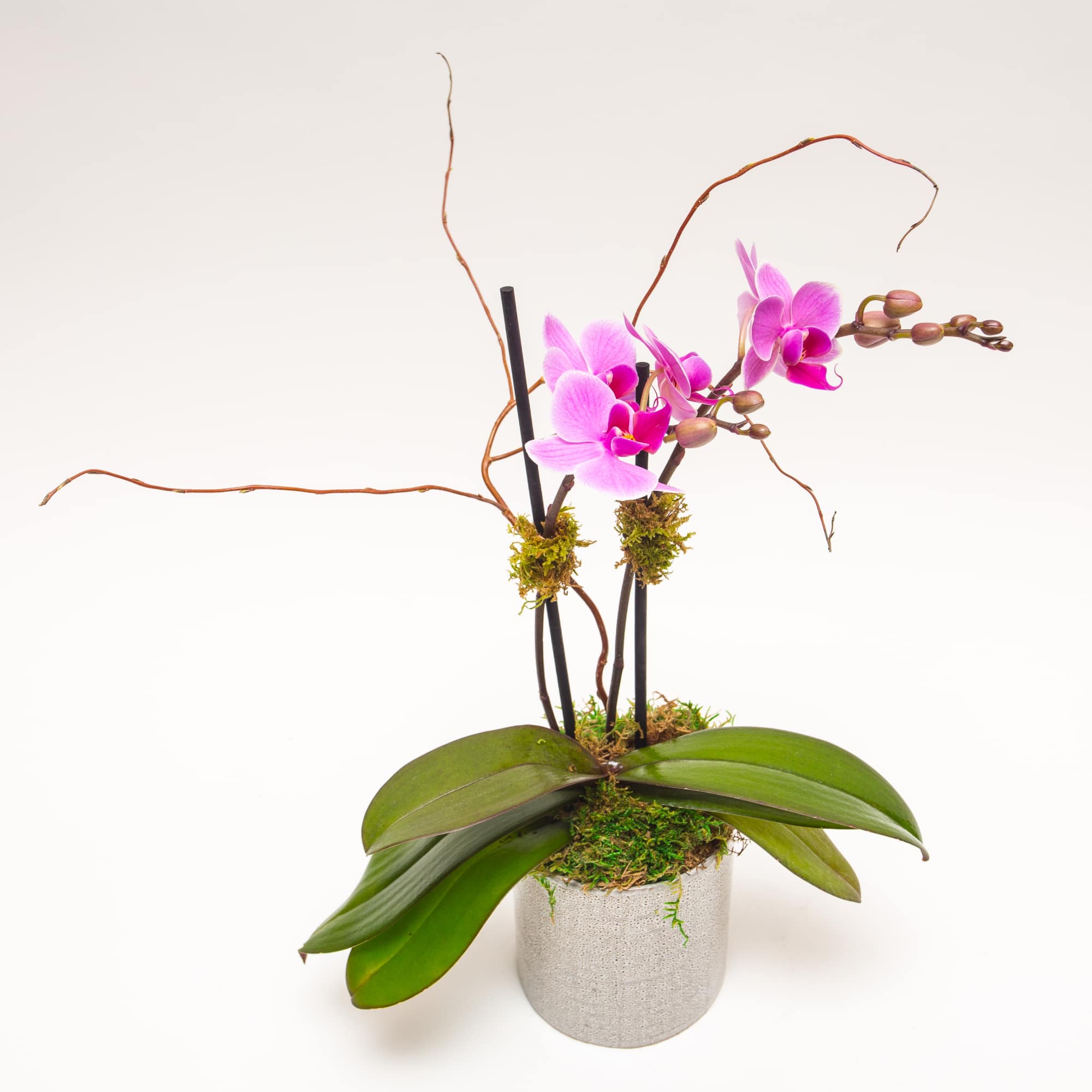 Beautiful Orchid for all Occasions