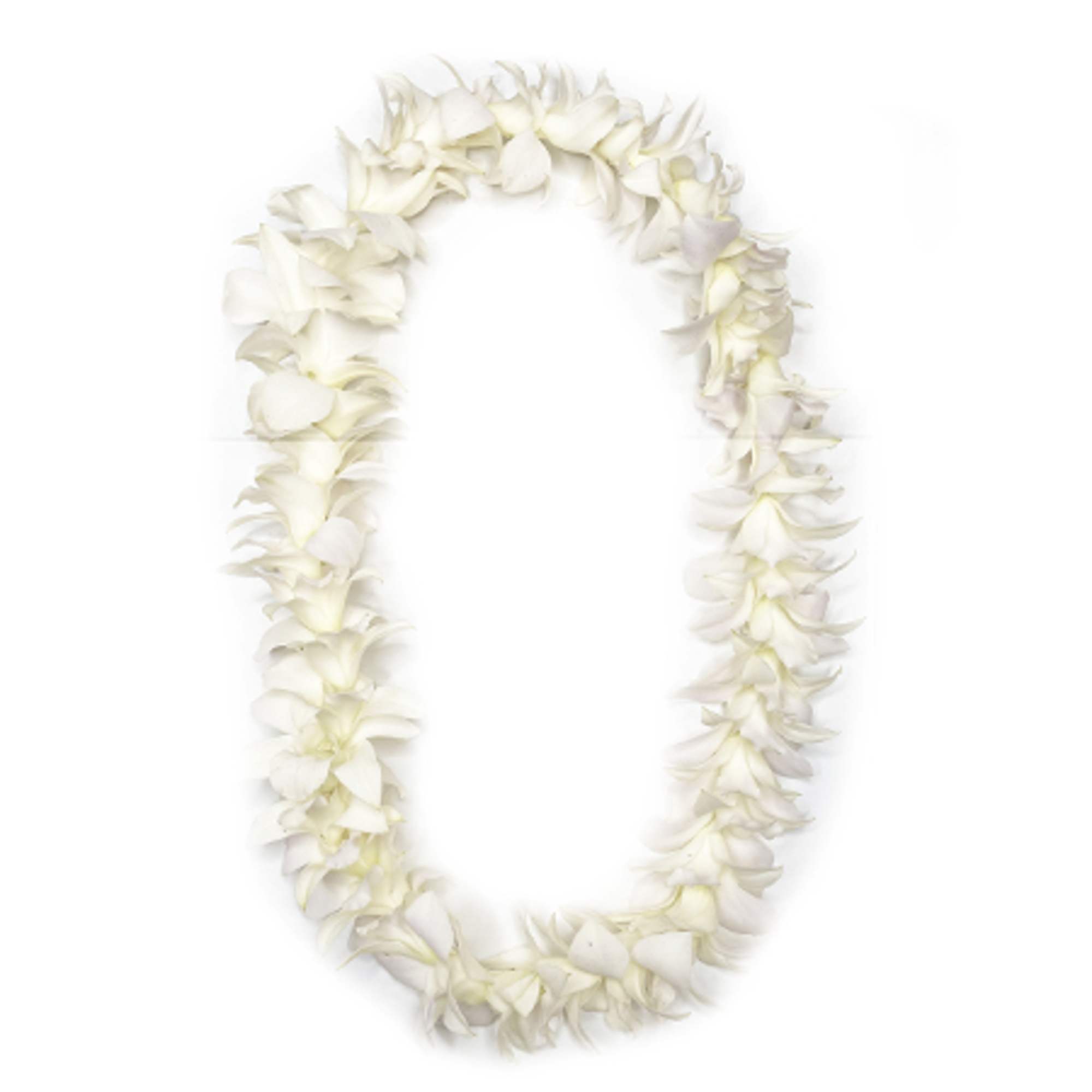 White flower lei garland on a plain background