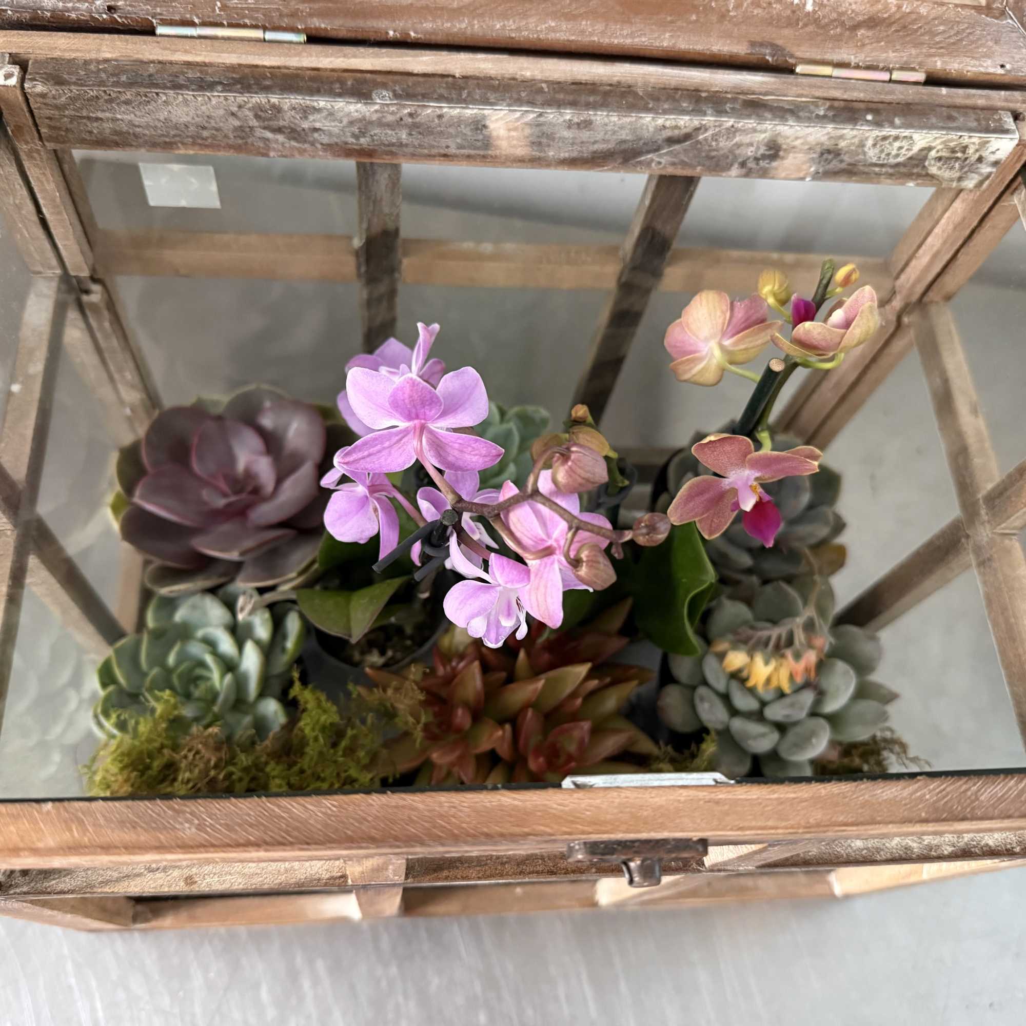 Transform your home or office into a miniature oasis with this versatile