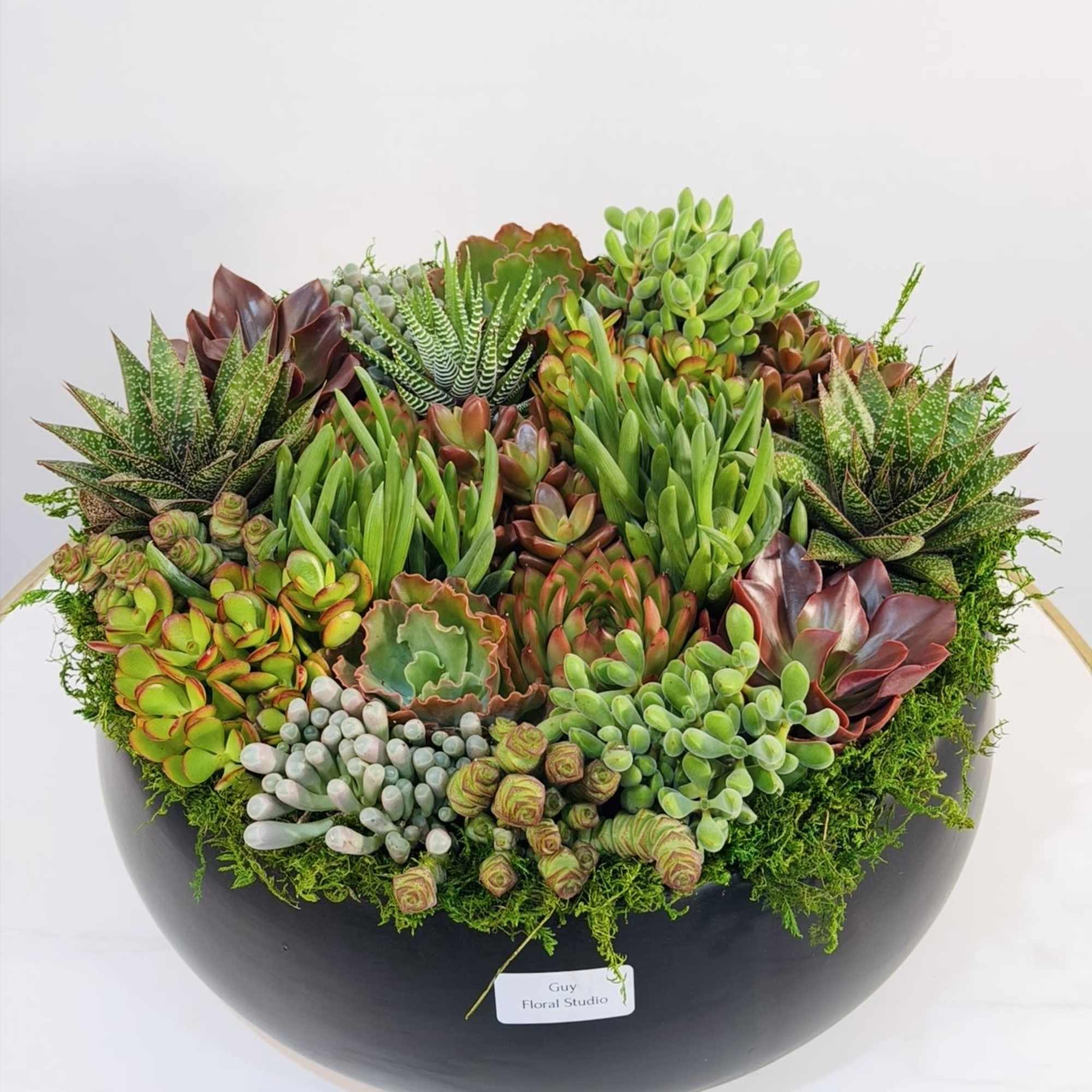 Make a statement with this premium succulent centerpiece, exclusively crafted by Guy