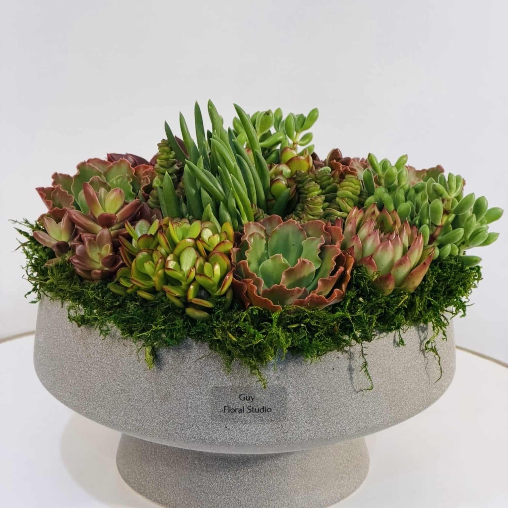 Bring natural elegance into any space with this stunning modern succulent bowl