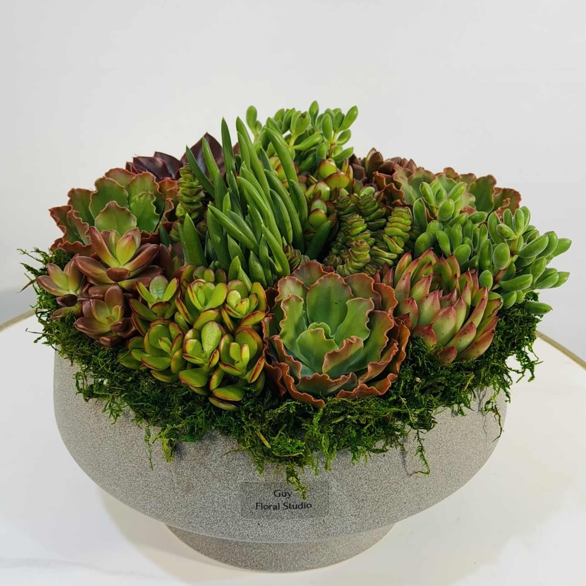Bring natural elegance into any space with this stunning modern succulent bowl