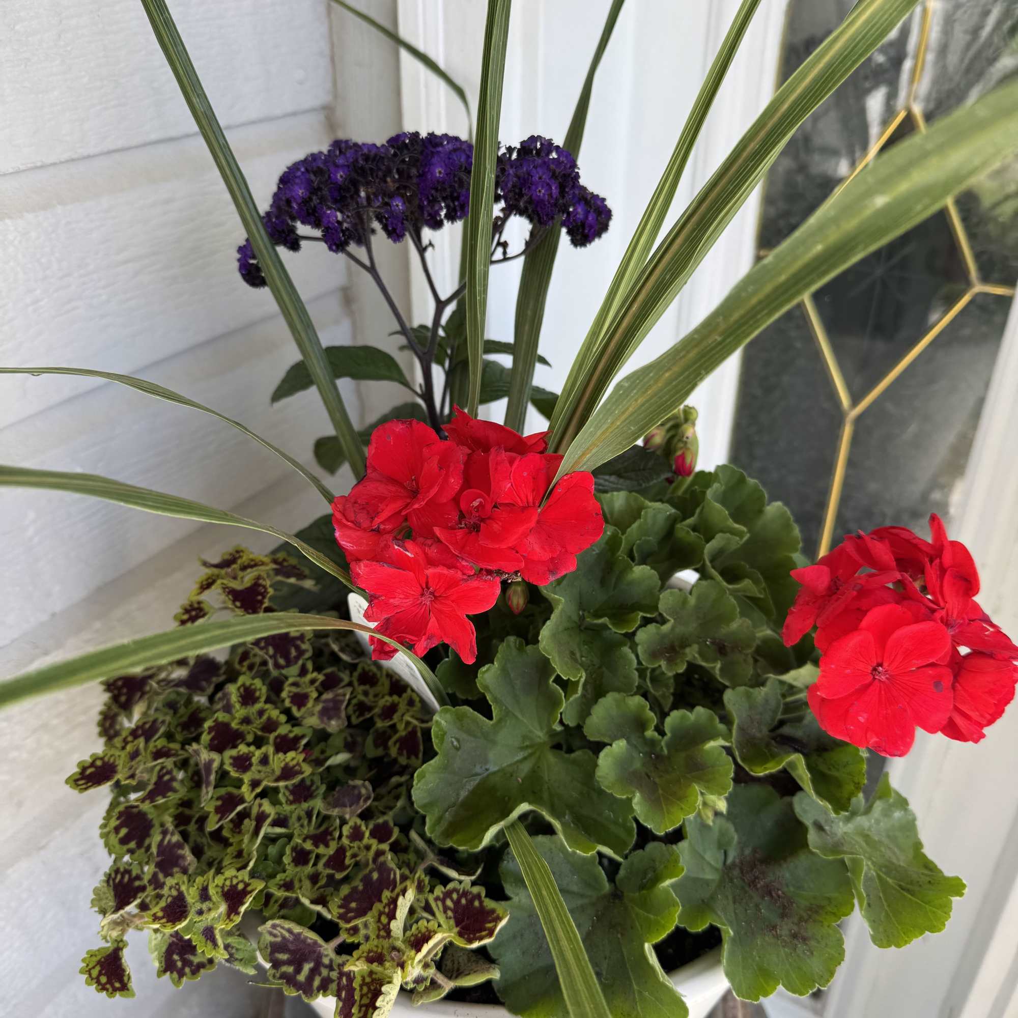 This blooming deck pot is bursting with local plants from Bloomers Nursery.