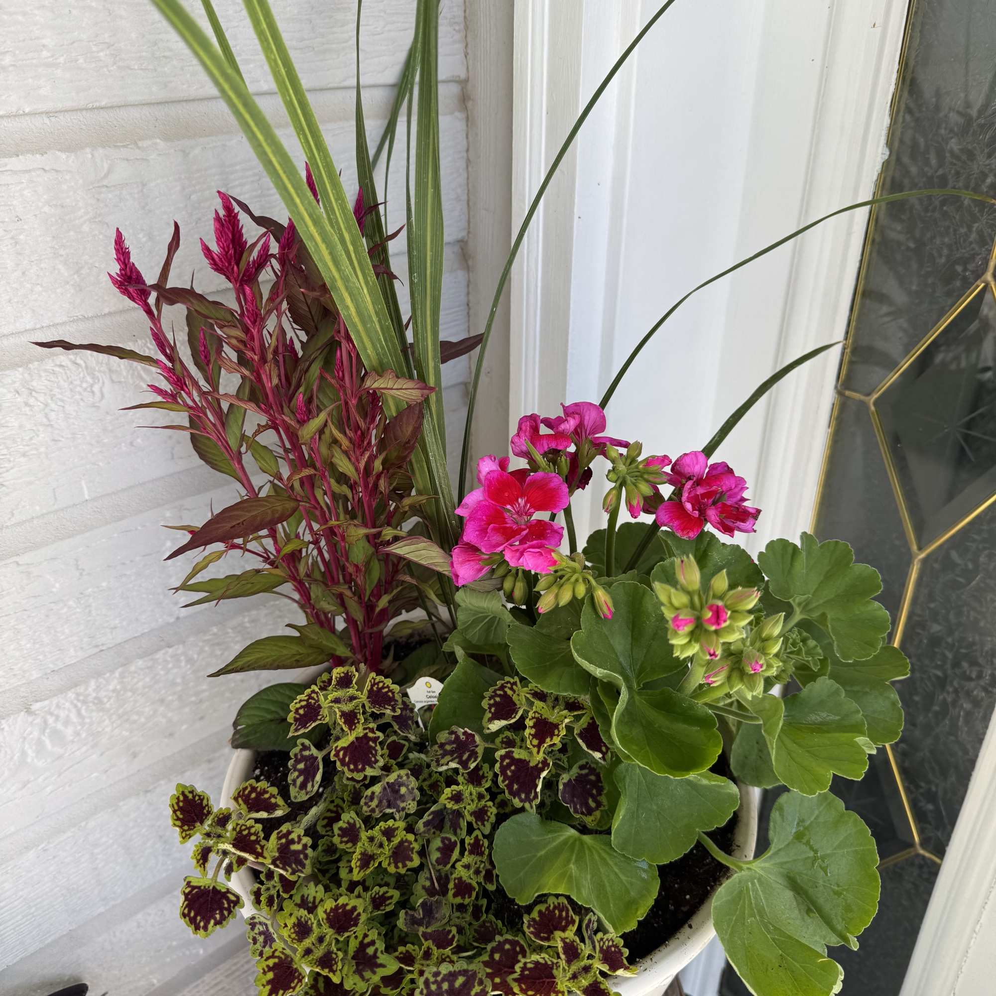 This blooming deck pot is bursting with local plants from Bloomers Nursery.