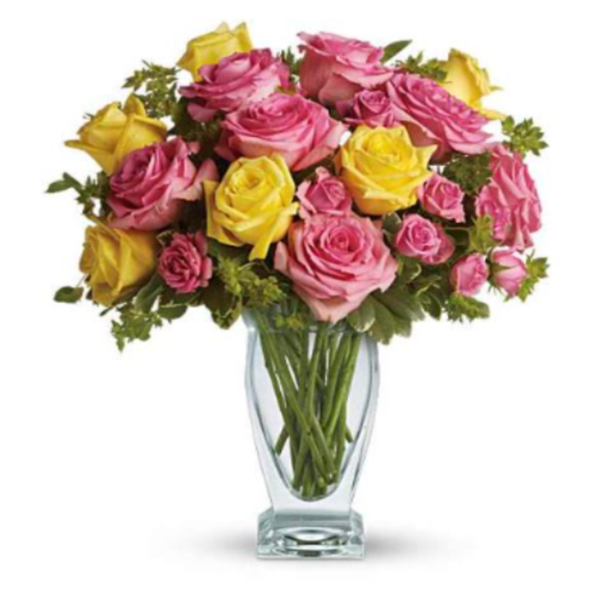  Pet Friendly?
YES . Roses are considered non-toxic to cats and dogs