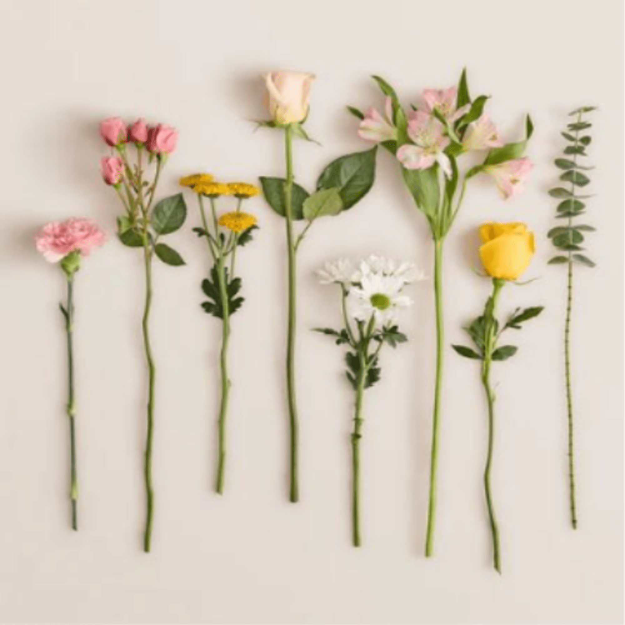  Pet Friendly?
No This arrangement contains Eucalyptus, Chrysanthemums (Daisies/Poms), and Carnations, which