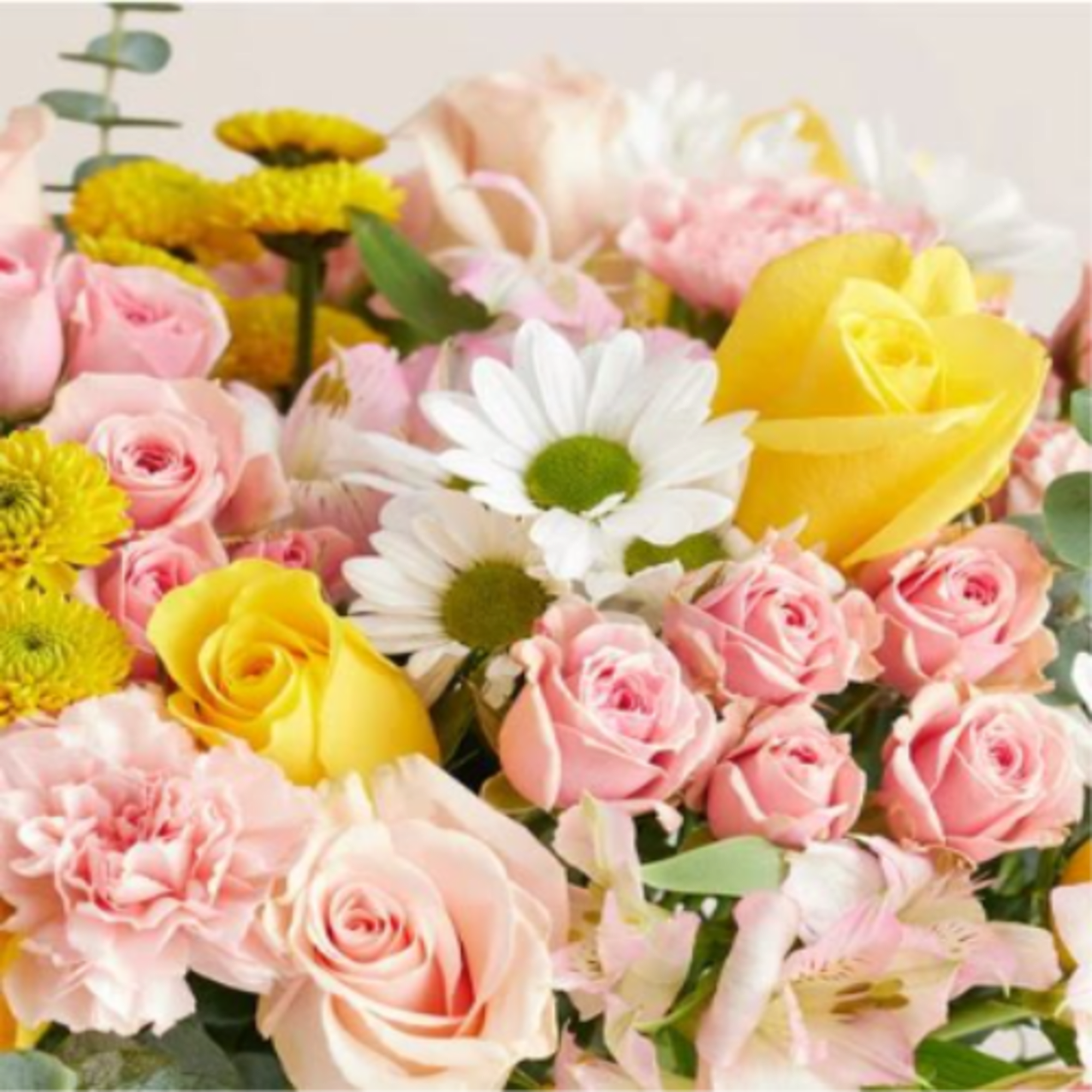  Pet Friendly?
No This arrangement contains Eucalyptus, Chrysanthemums (Daisies/Poms), and Carnations, which