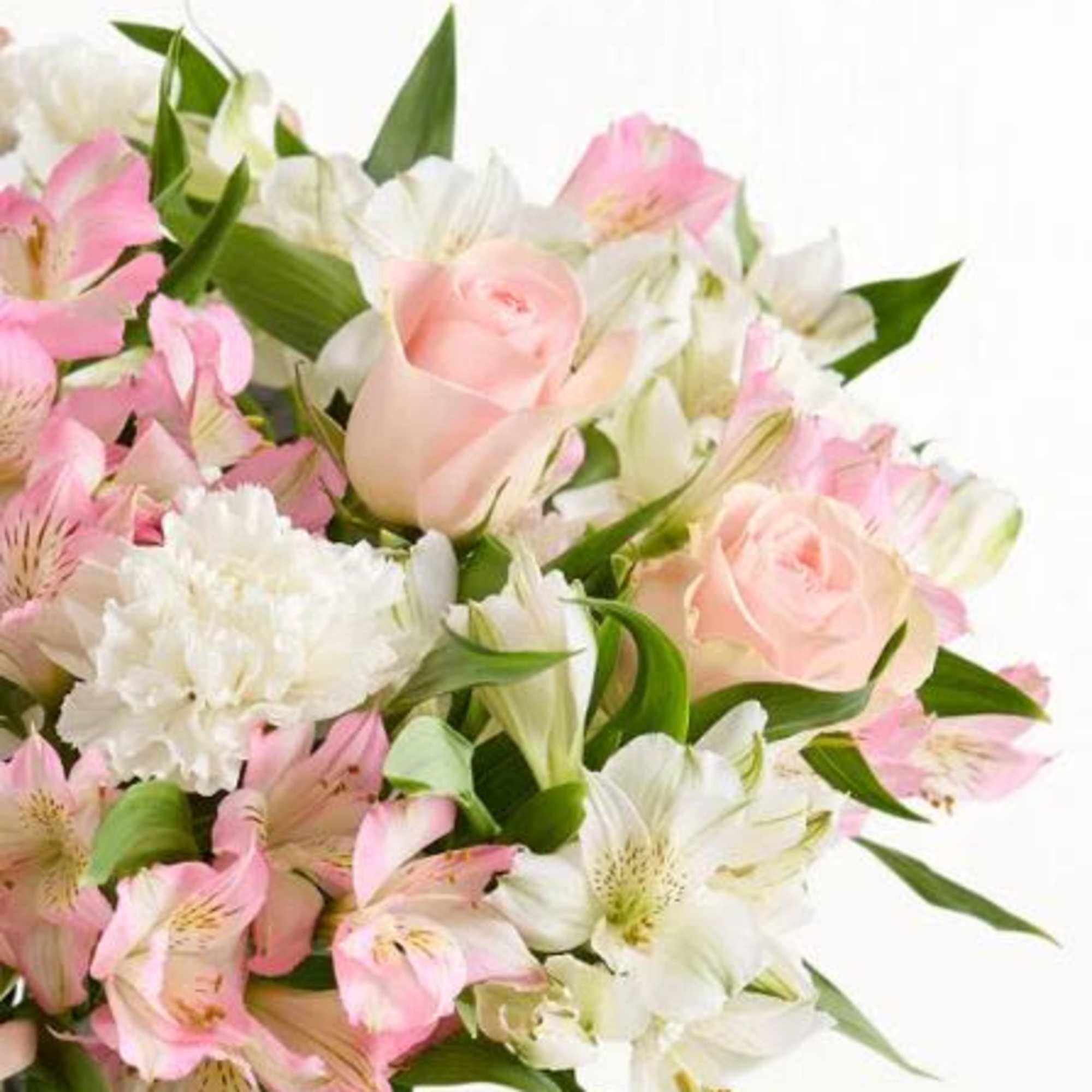  Pet Friendly?
NO . Alstroemeria and carnations can cause mild stomach upset