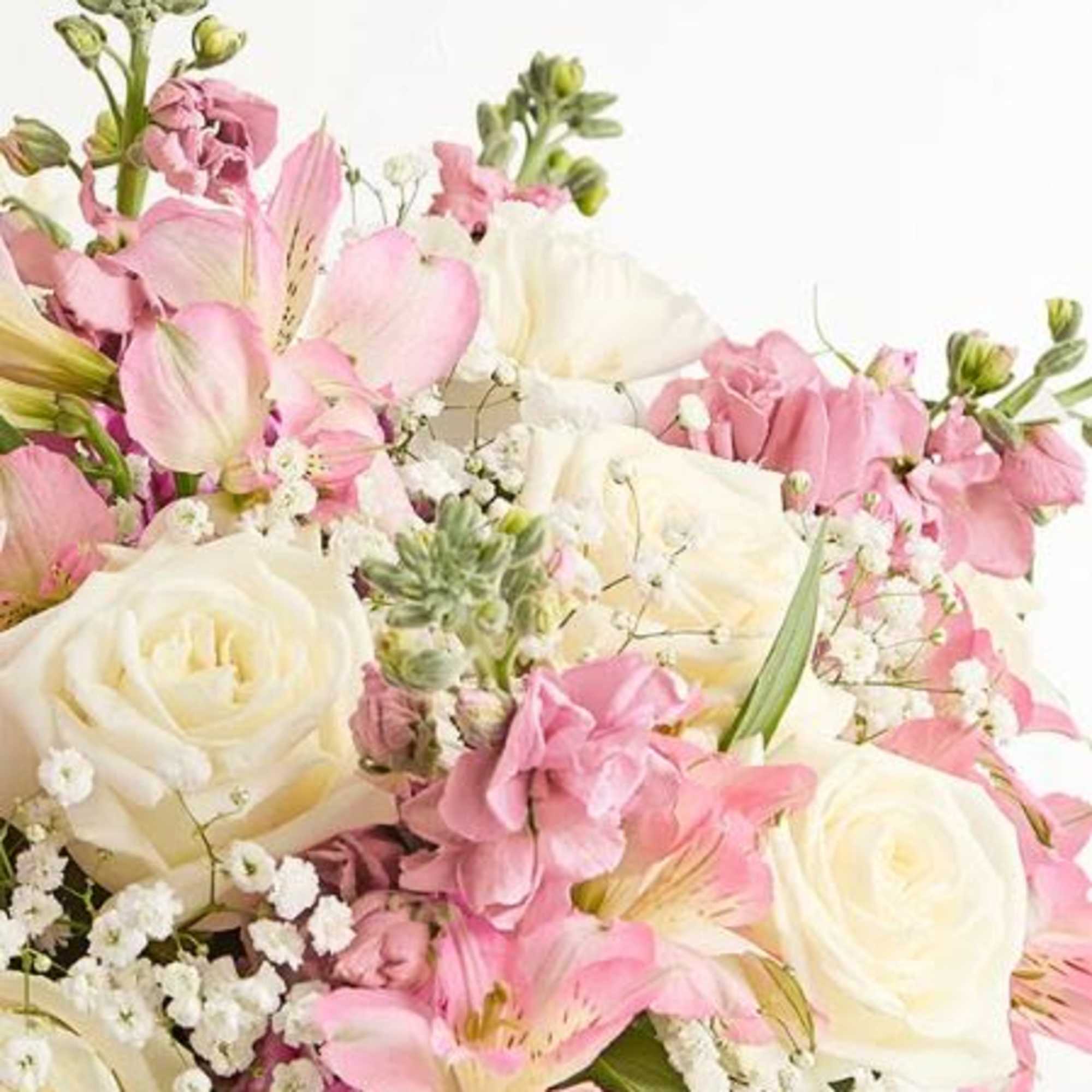  Pet Friendly?
NO .
Alstroemeria and Baby&rsquo;s Breath are considered mildly toxic to