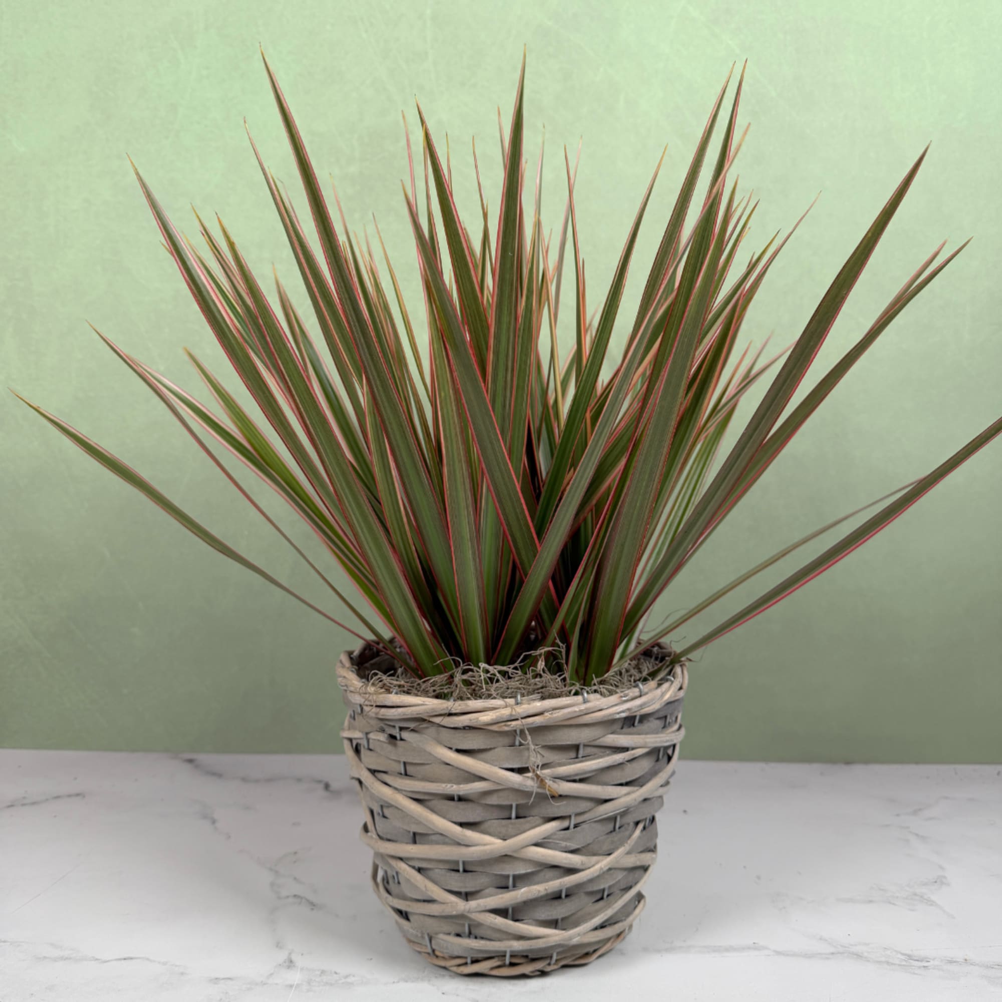 Our striking bicolor dracaena planter brings bold, architectural foliage to any room.