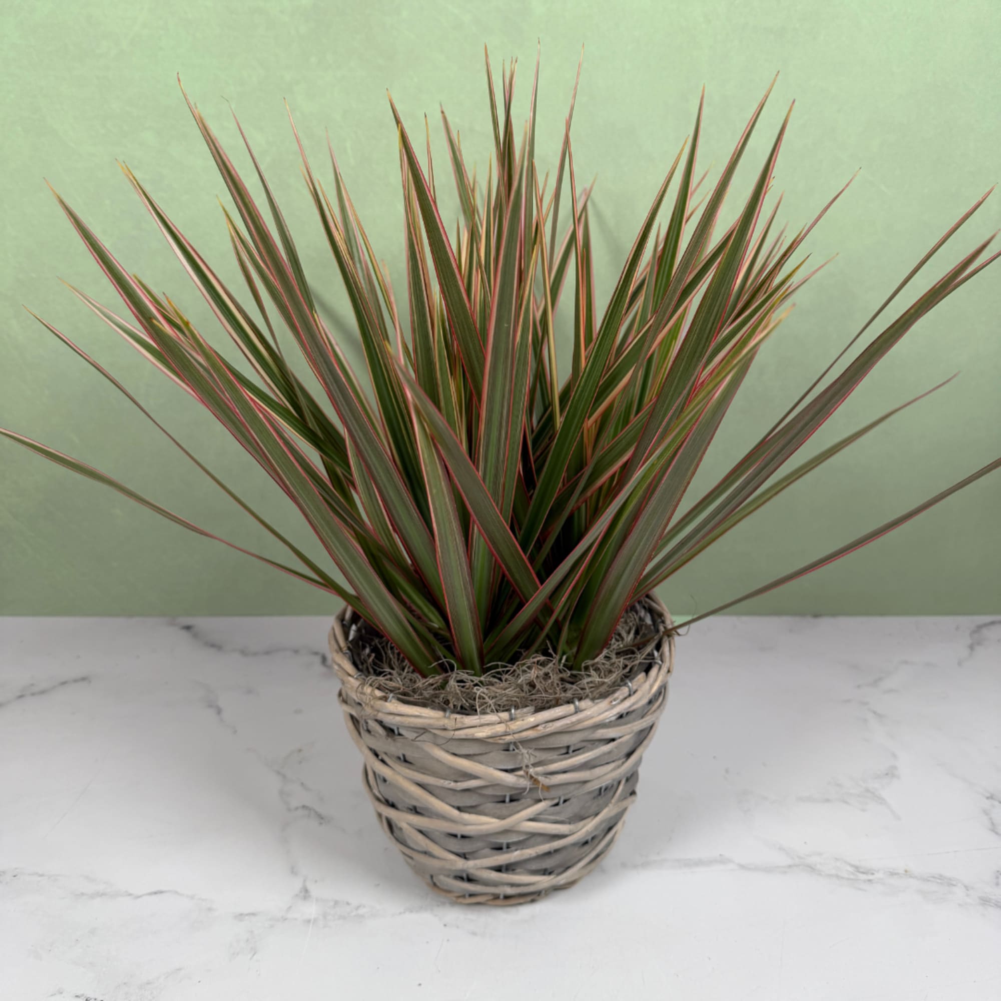 Our striking bicolor dracaena planter brings bold, architectural foliage to any room.