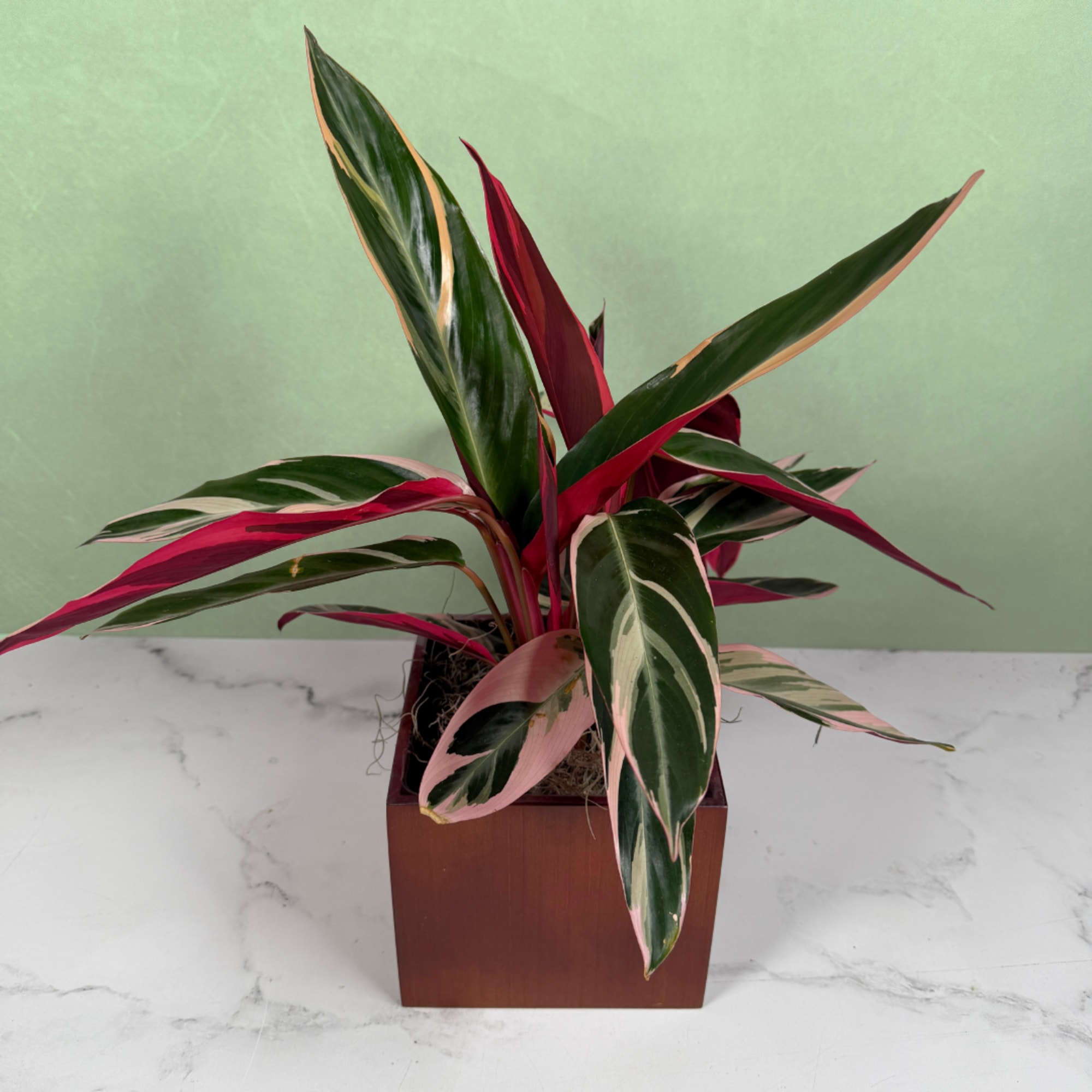 Bold, architectural foliage steals the show with this Stromanthe Triostar planter: a