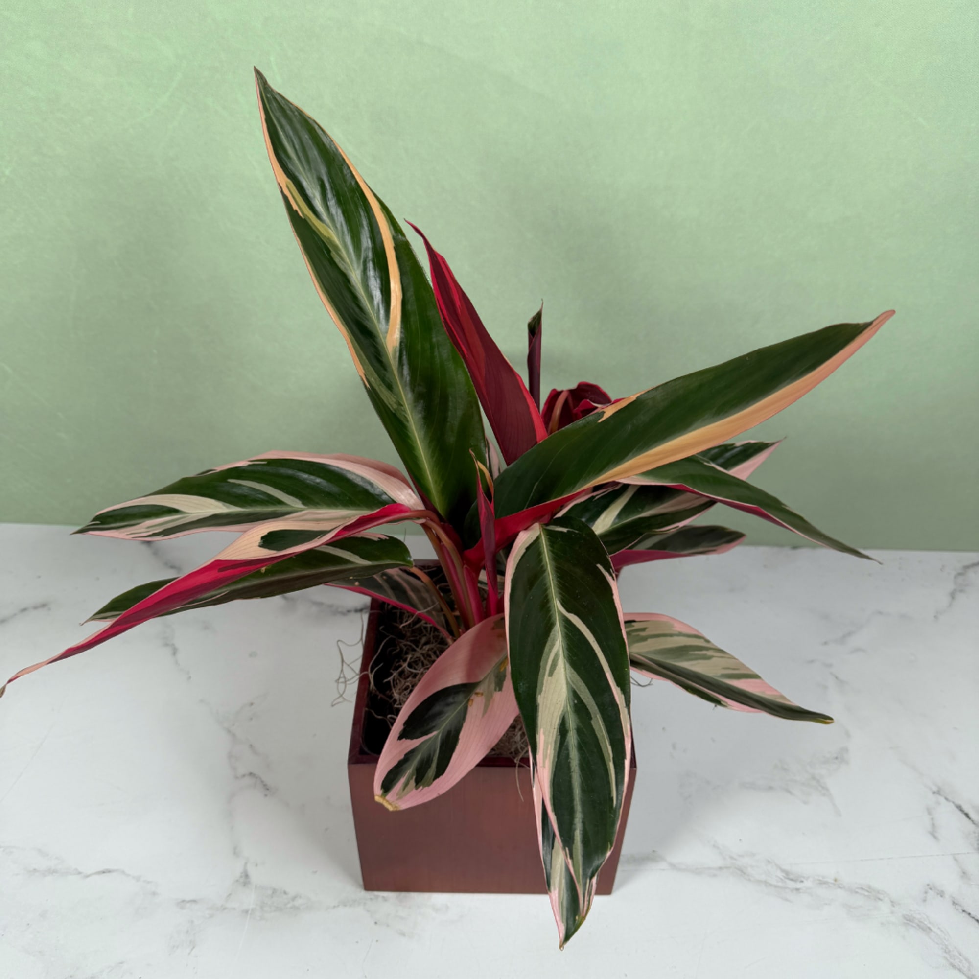 Bold, architectural foliage steals the show with this Stromanthe Triostar planter: a