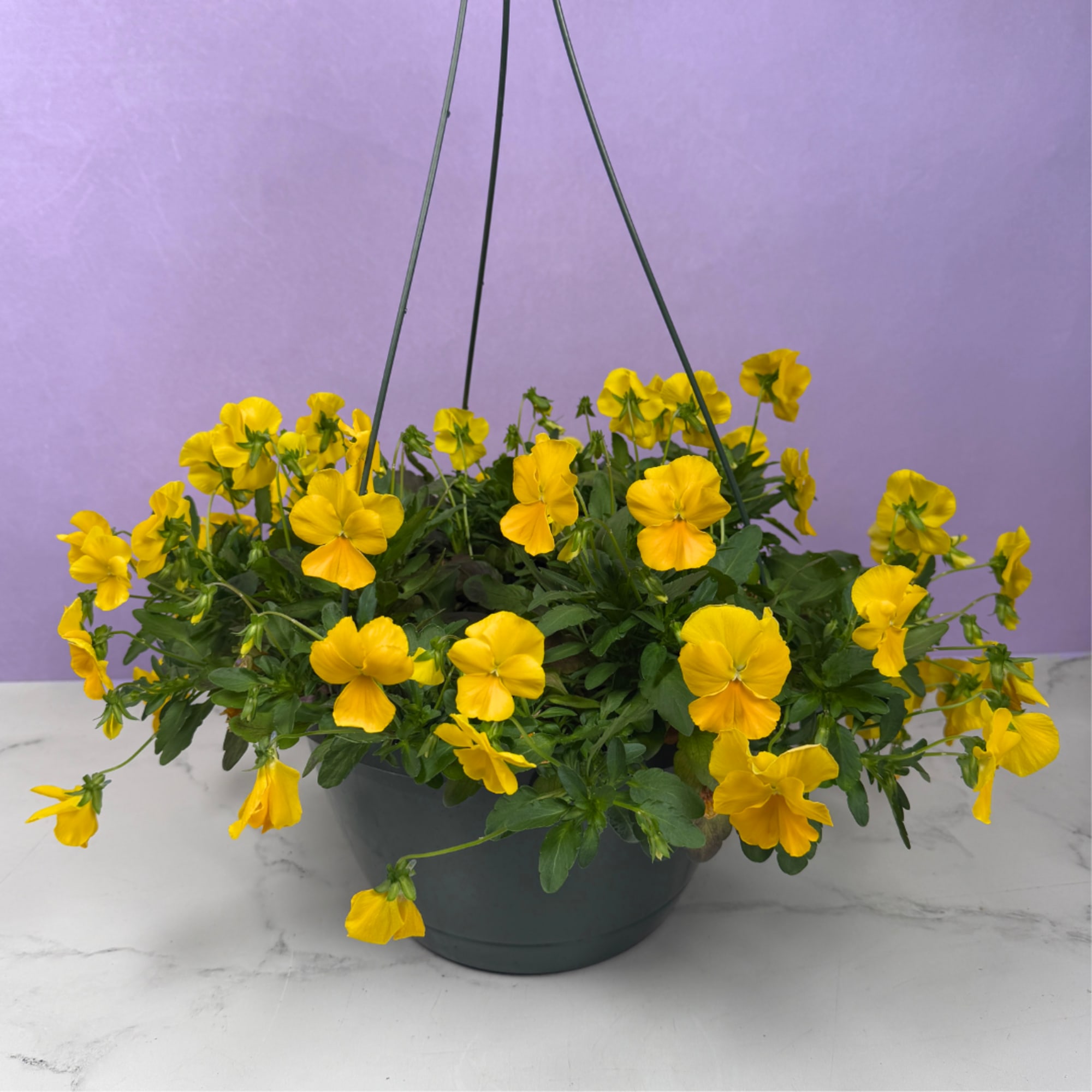 Vivid pansies tumbling from a crisp white hanging basket create an instant