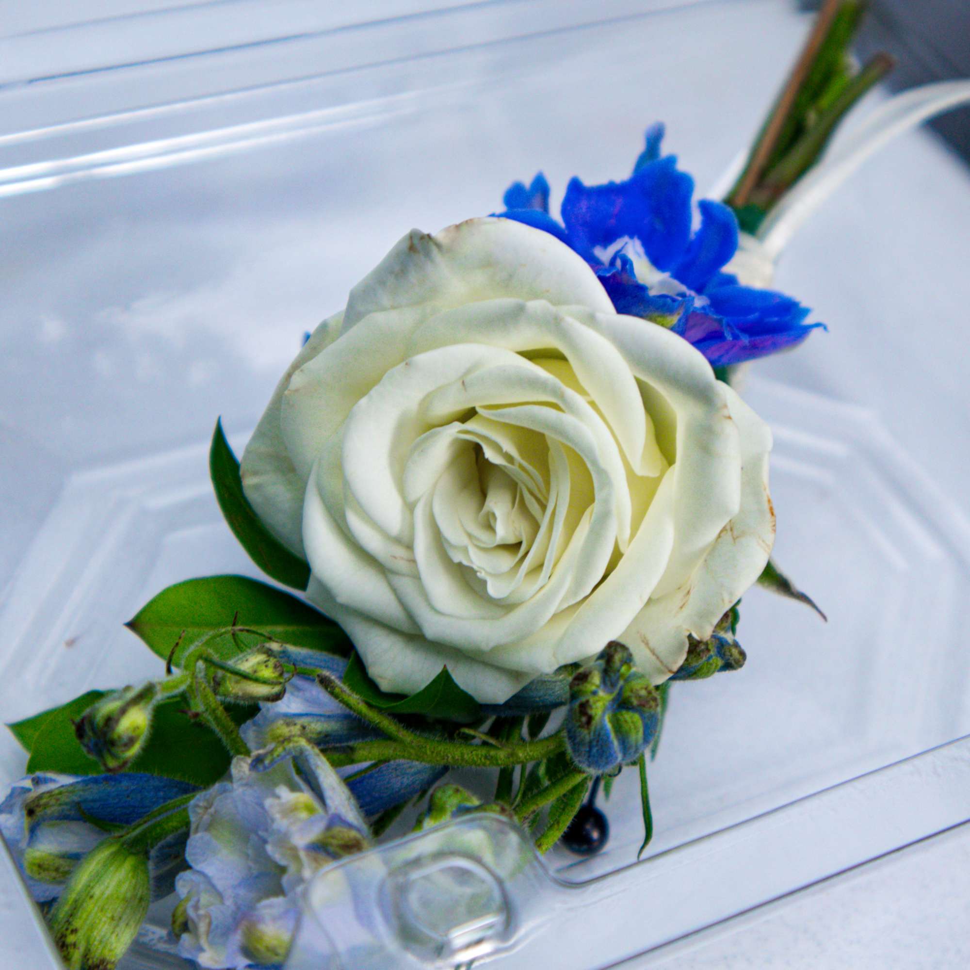 White rose boutonniere with blue accent flowers in a clear plastic case