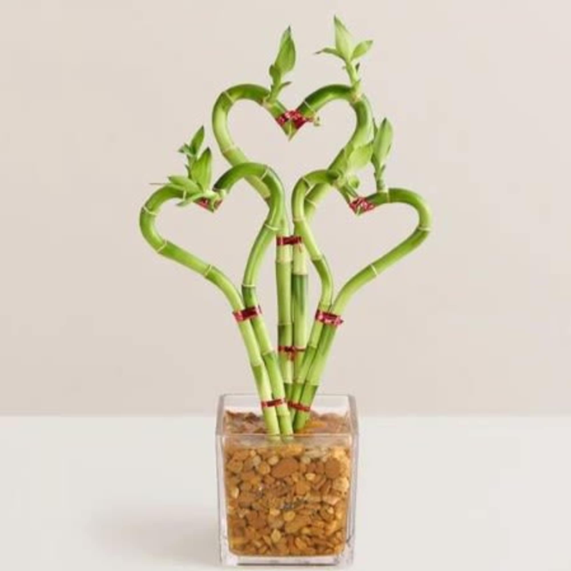  Pet Friendly?
No While popular as a houseplant, Lucky Bamboo is toxic