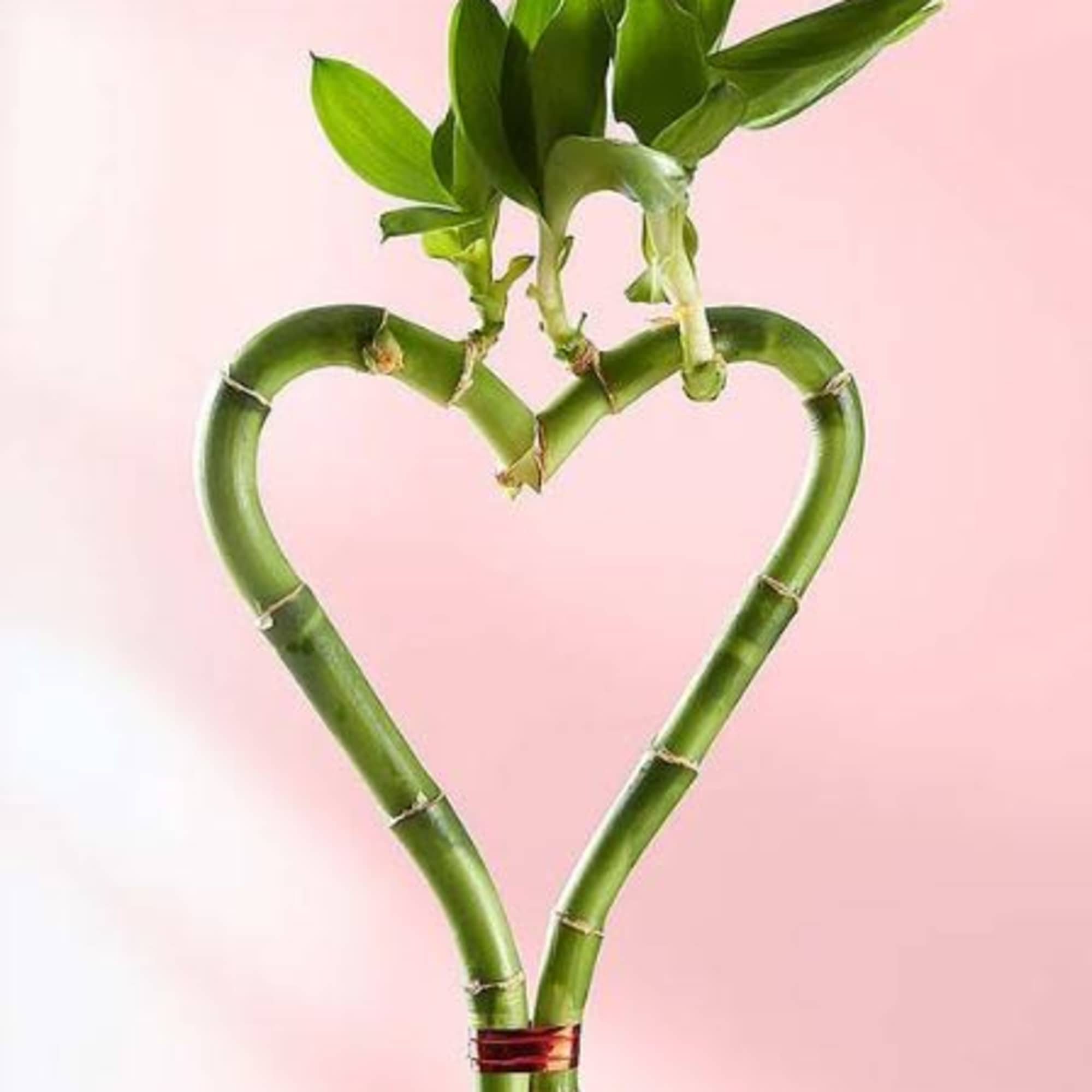  Pet Friendly?
No While popular as a houseplant, Lucky Bamboo is toxic