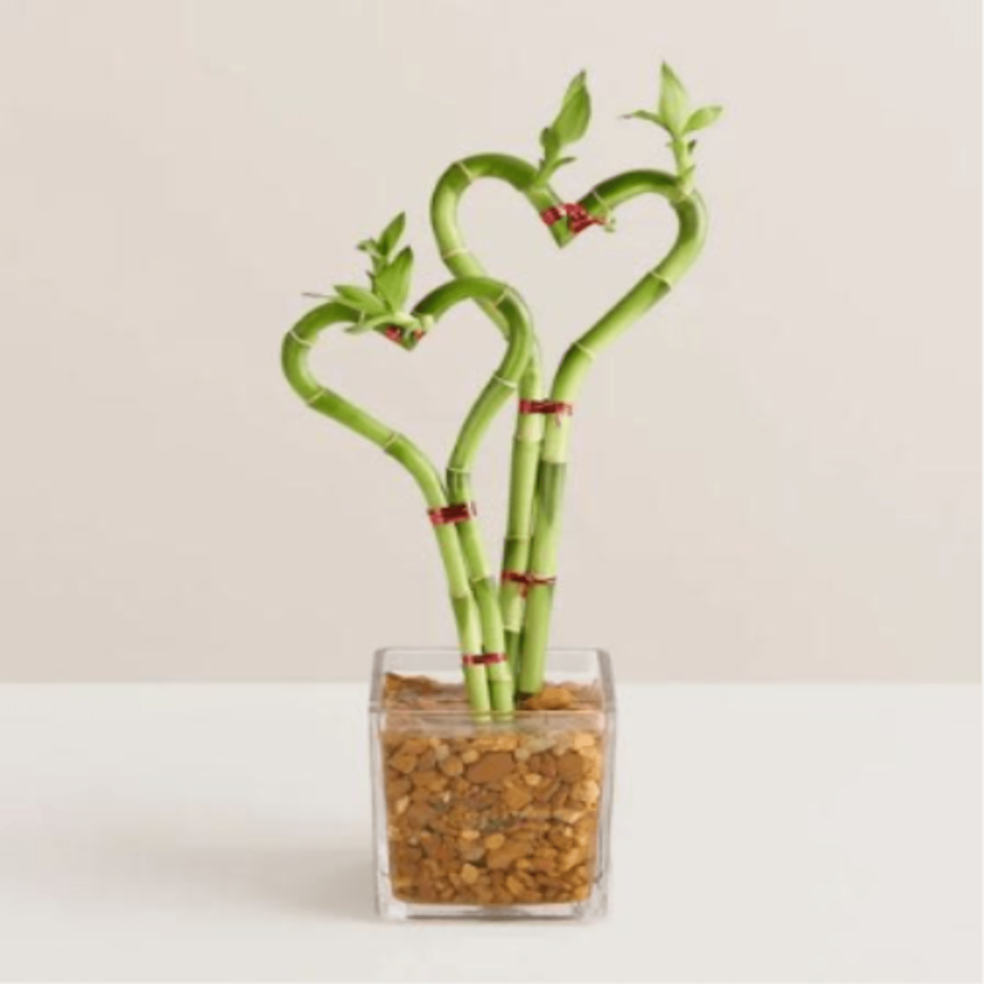  Pet Friendly?
No While popular as a houseplant, Lucky Bamboo is toxic