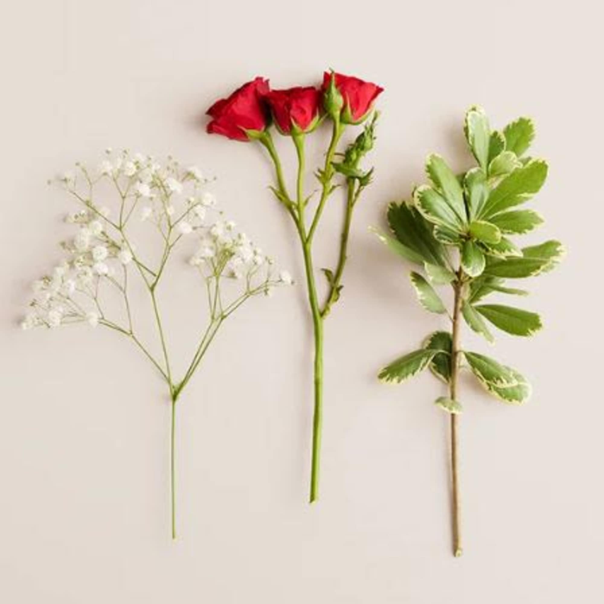  Pet Friendly?
NO . Baby&rsquo;s breath can cause mild stomach upset for