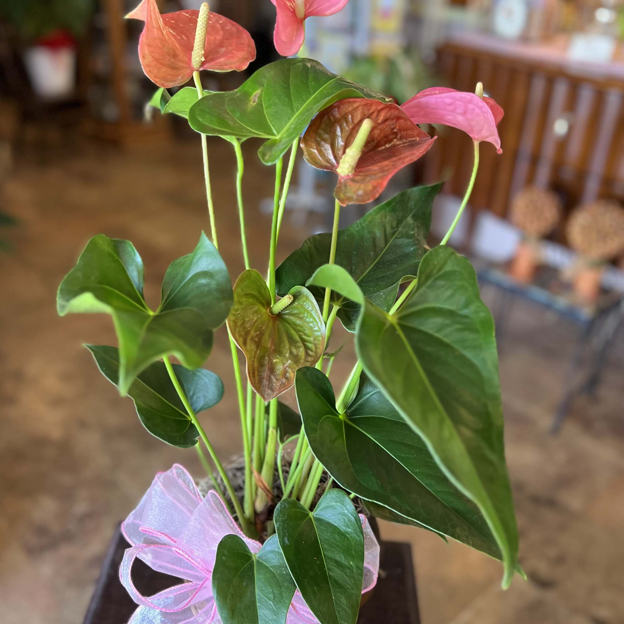 Needing a gift for a plant lover? Make sure to add a