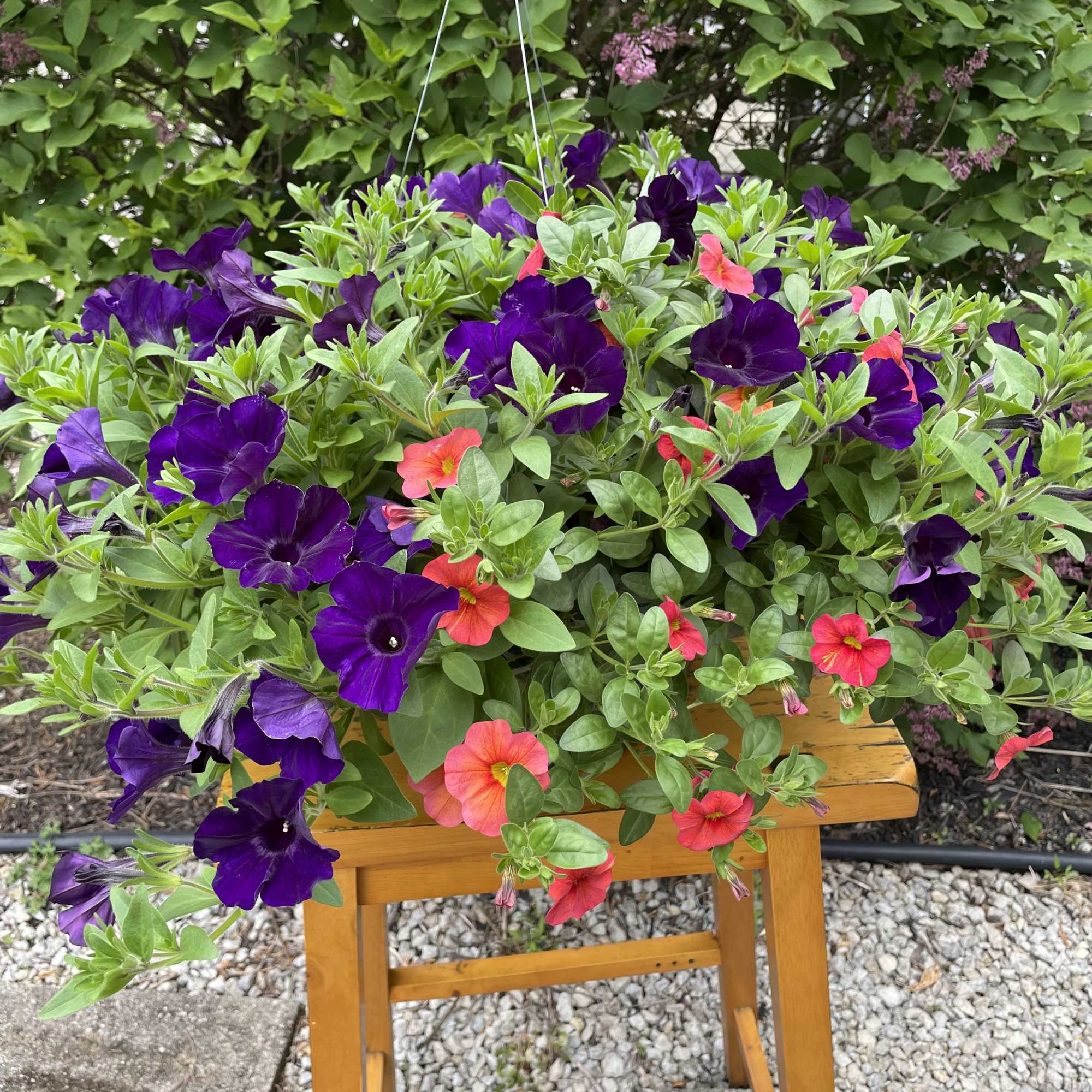 Hanging basket of purple and pink petunias on a wooden stand