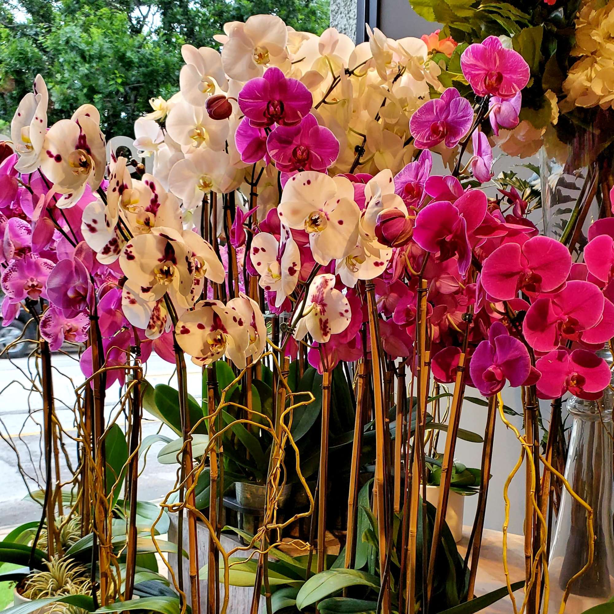 Cluster of pink, magenta, and white phalaenopsis orchid plants in pots with tall slender stems