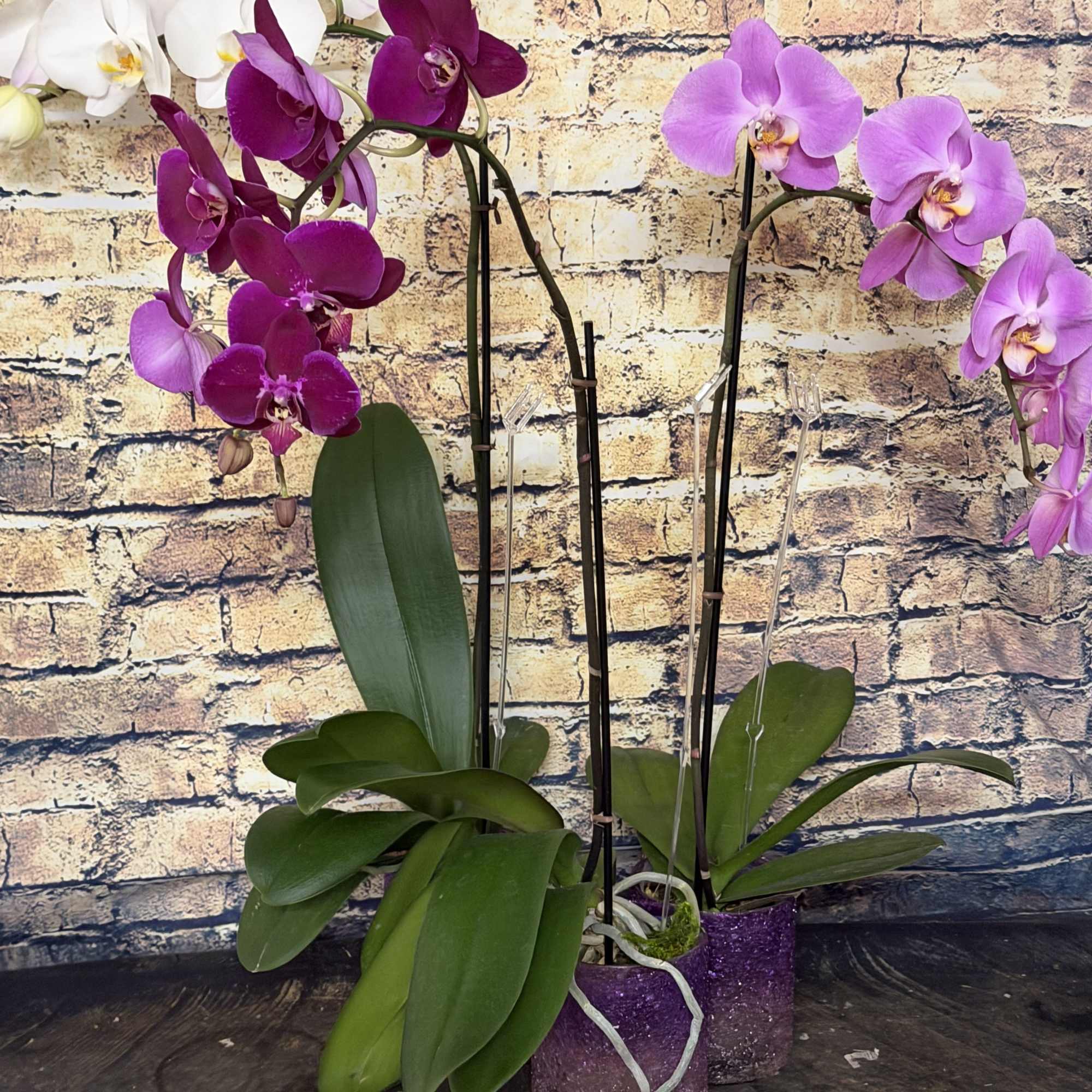 Send Zen. A graceful phalaenopsis orchid plant is an enchanting gift for